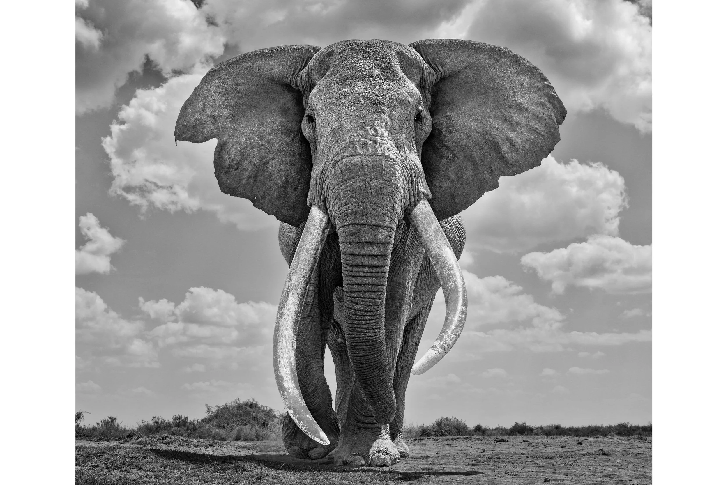 21ST CENTURY MAMMOTH