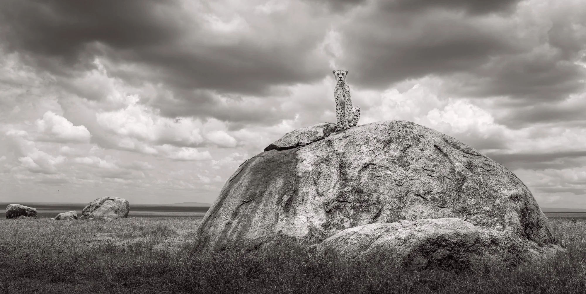cheetah sitting on kopje beneath stormy skies