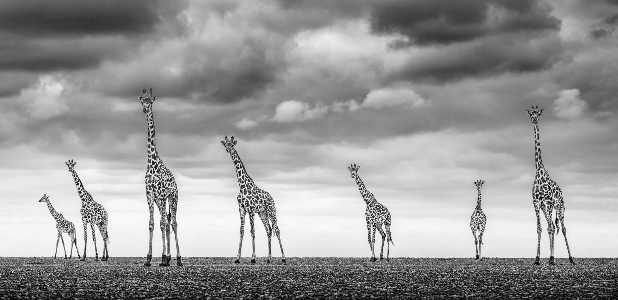 A herd giraffes stands on the empty dry lakebed of Amboseli National Park beneath gathering storm clouds.