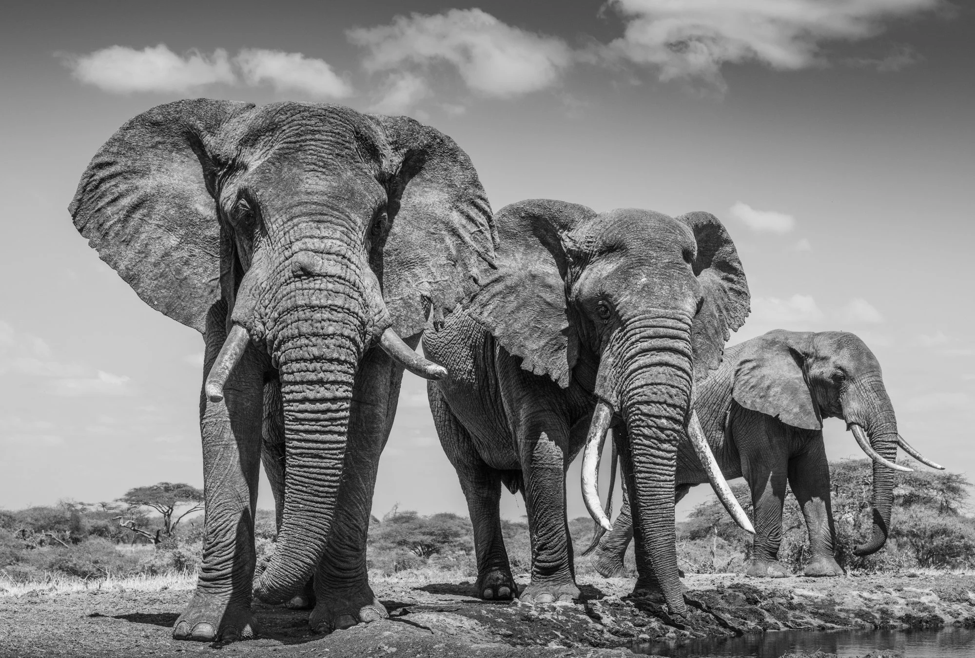 elephants-ol-donyo-lodge-waterhole-hide-chyulu-hills-kenya.jpg