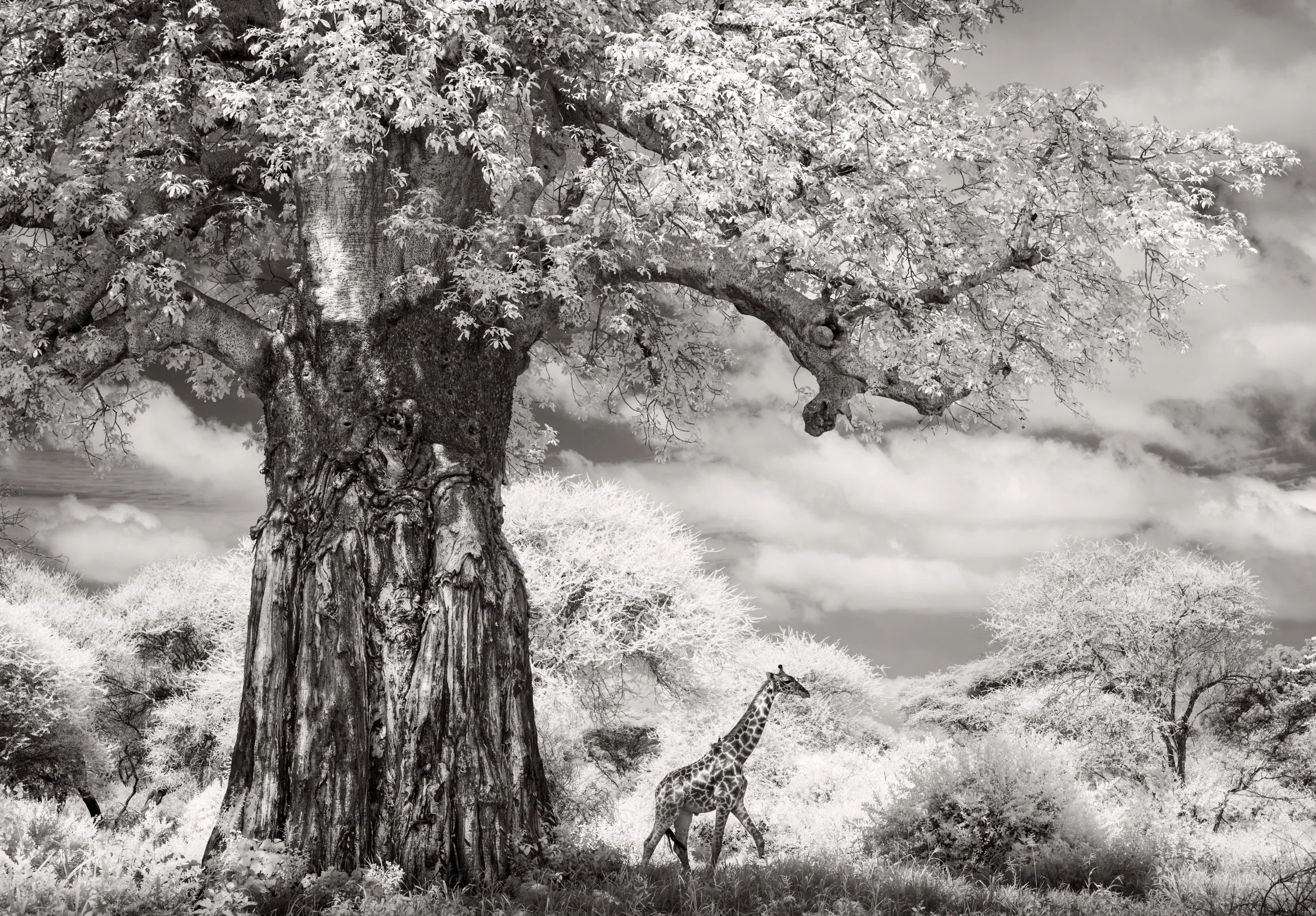 A Maasai giraffe walks past an ancient baobab tree in Chem Chem, Tarangire National Park, Tanzania, on the African savanna.