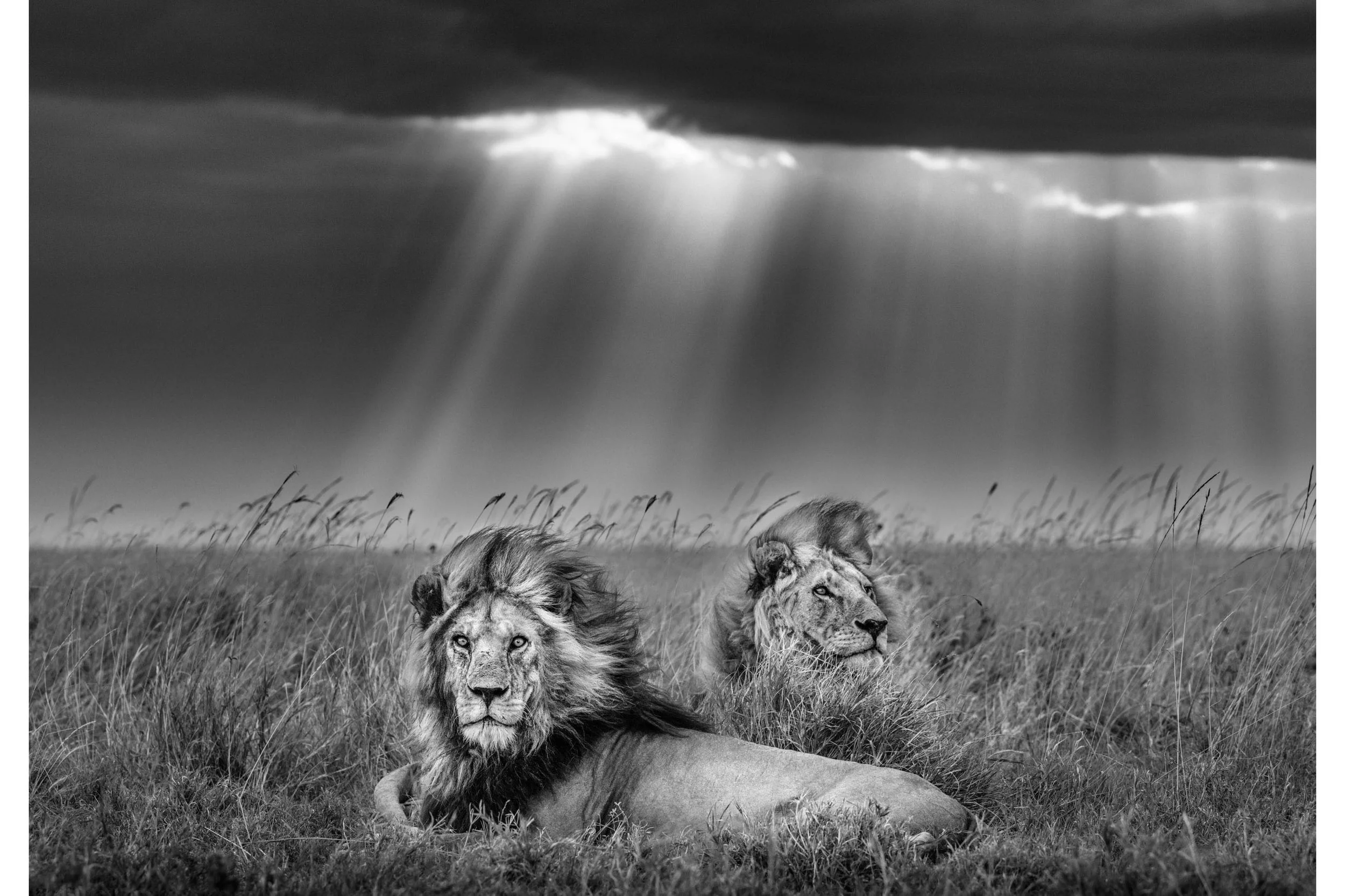UNDER THE GREAT AFRICAN SKY