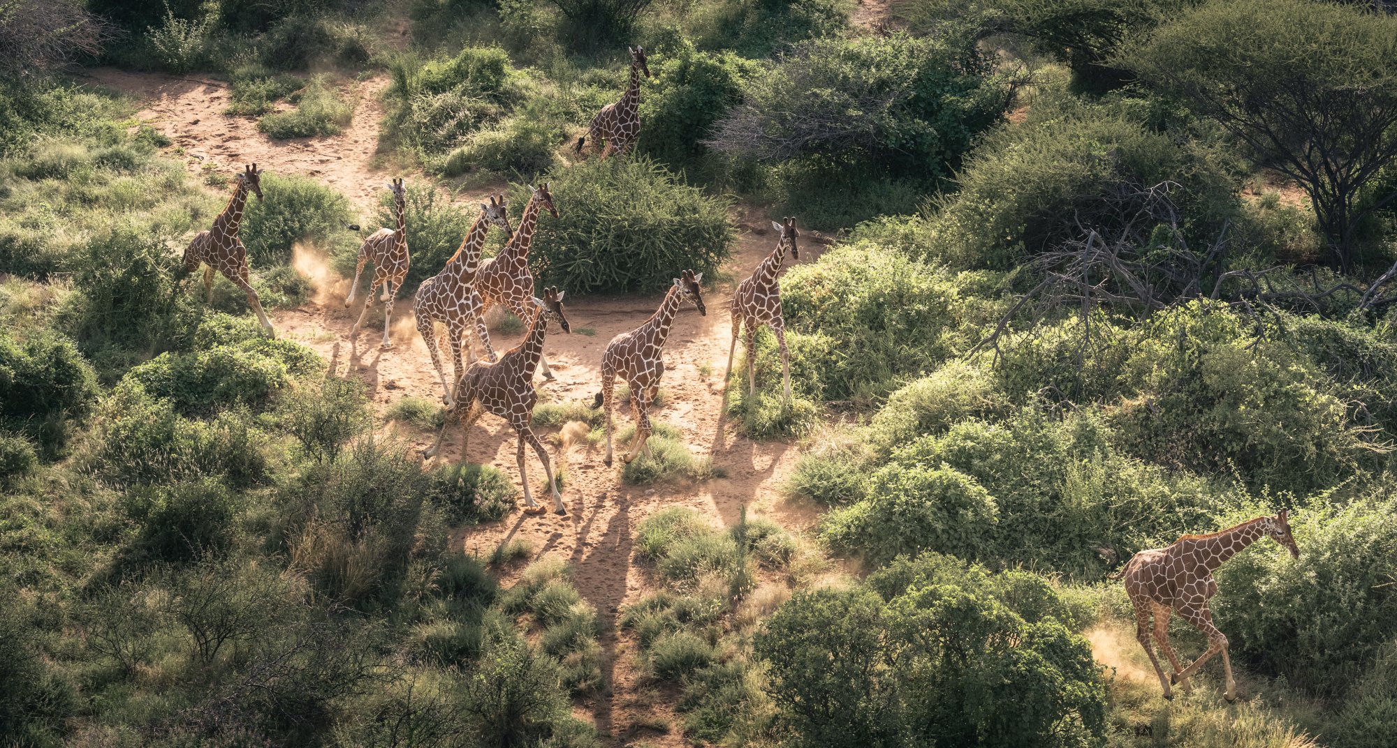 reticulated-giraffe-aerial-helicopter-safari-kenya.jpg