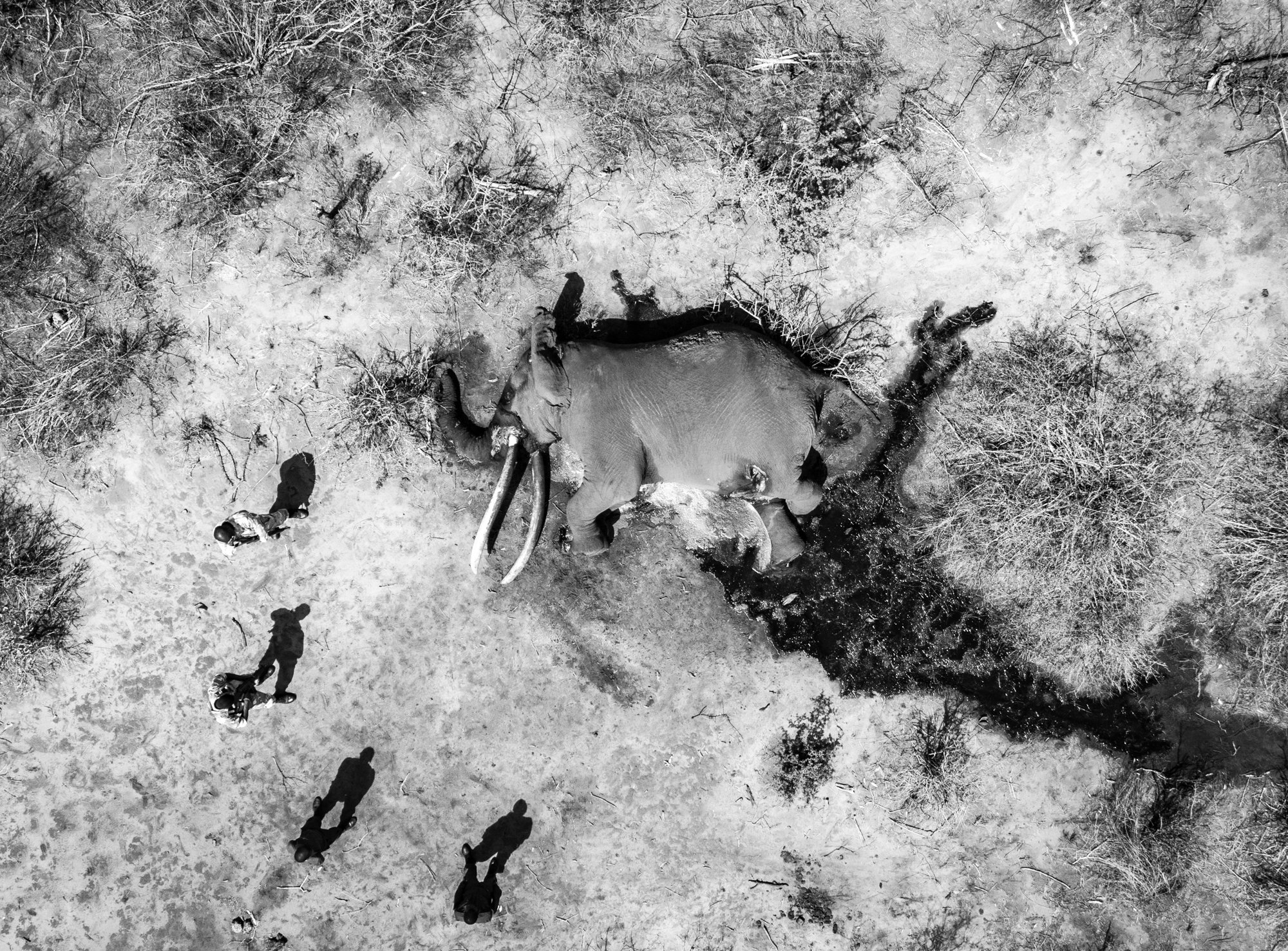 lugard-super-tusker-elephant-carcass-tsavo-trust-tsavo-kenya-01.jpg
