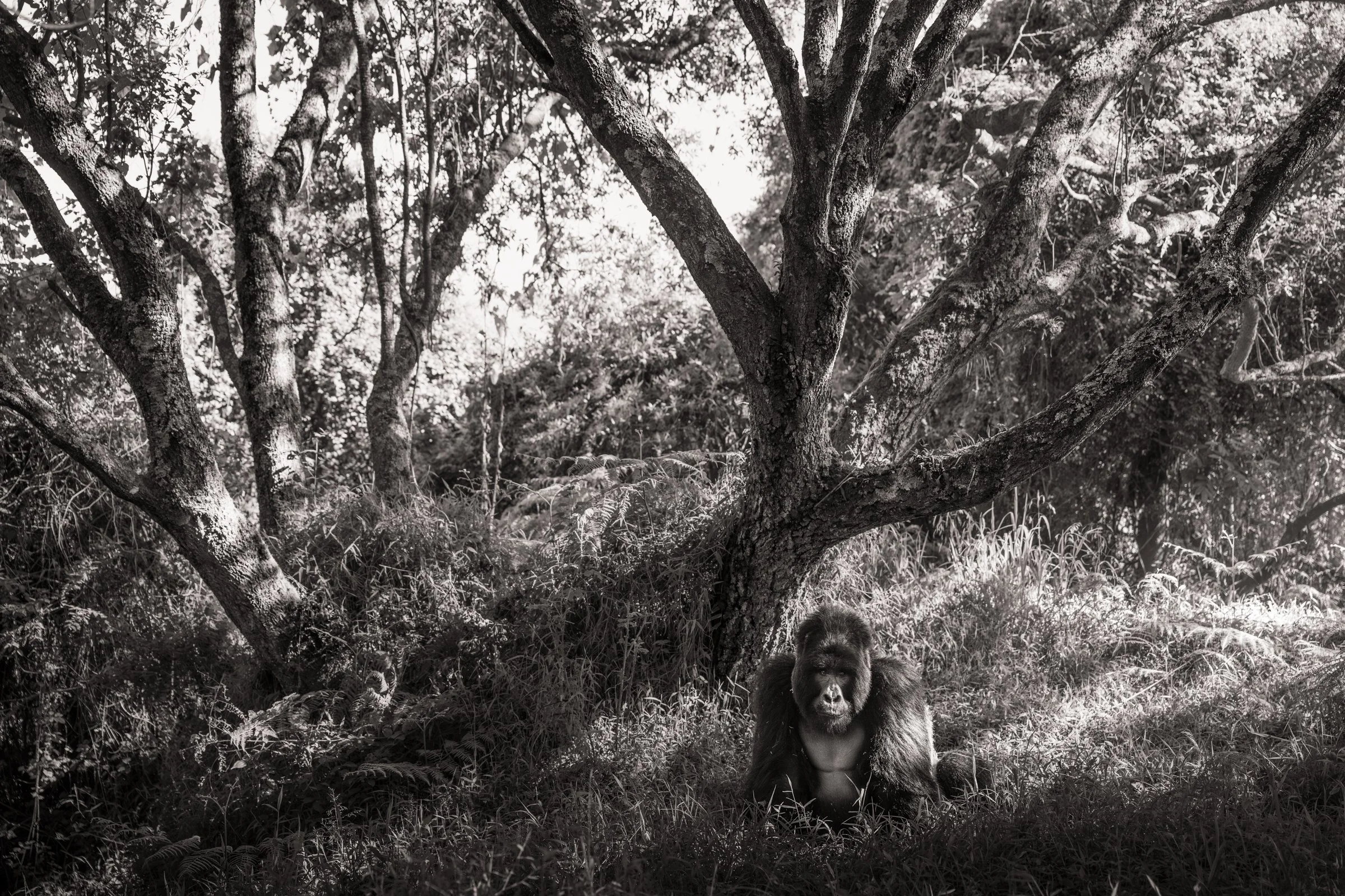 mountain-gorilla-silverback-mgahinga-uganda-3.jpg