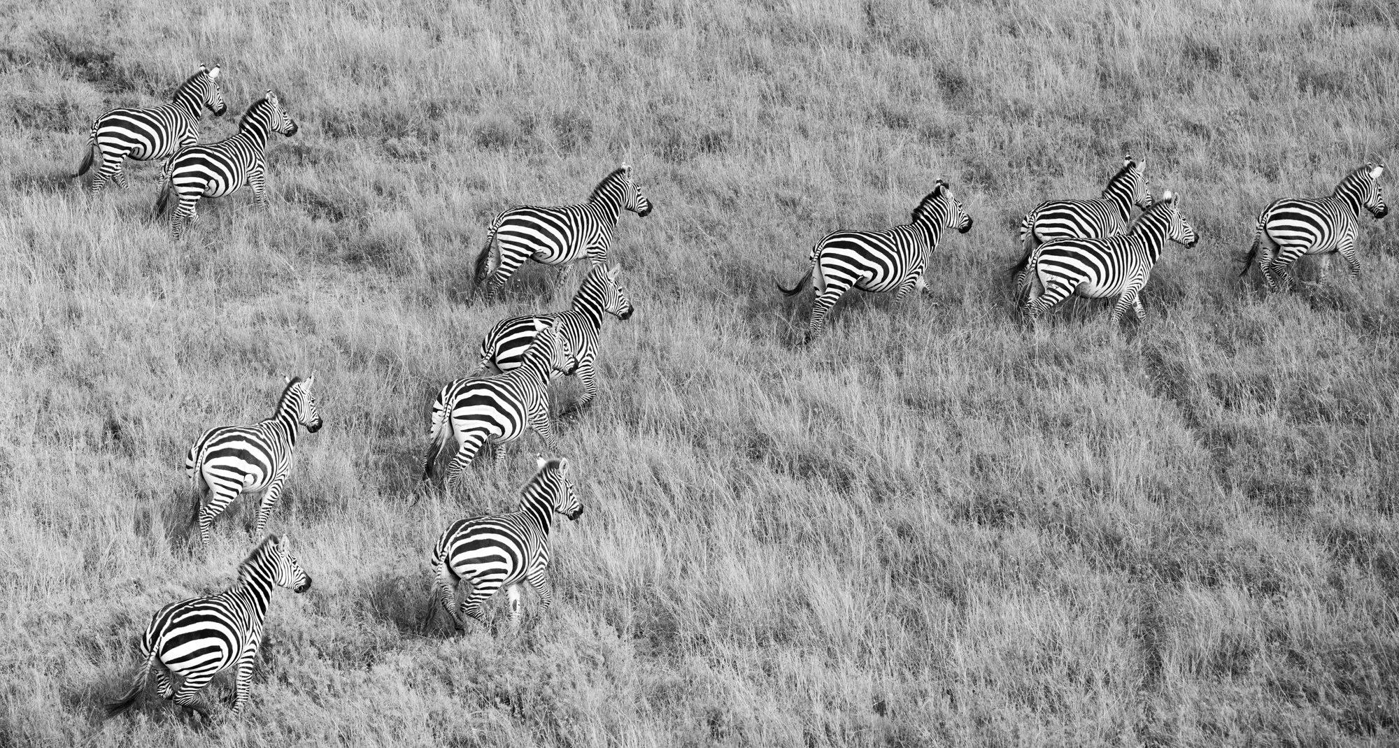 zebra-aerial-photograph-helicopter-safari-kenya.jpg