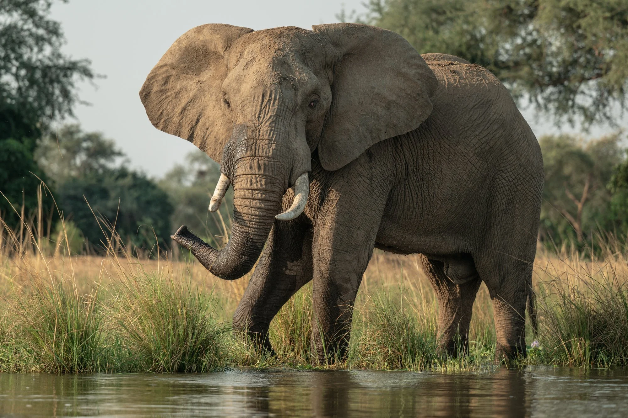 bull-elephant-lower-zambezi-boat-safari.jpg