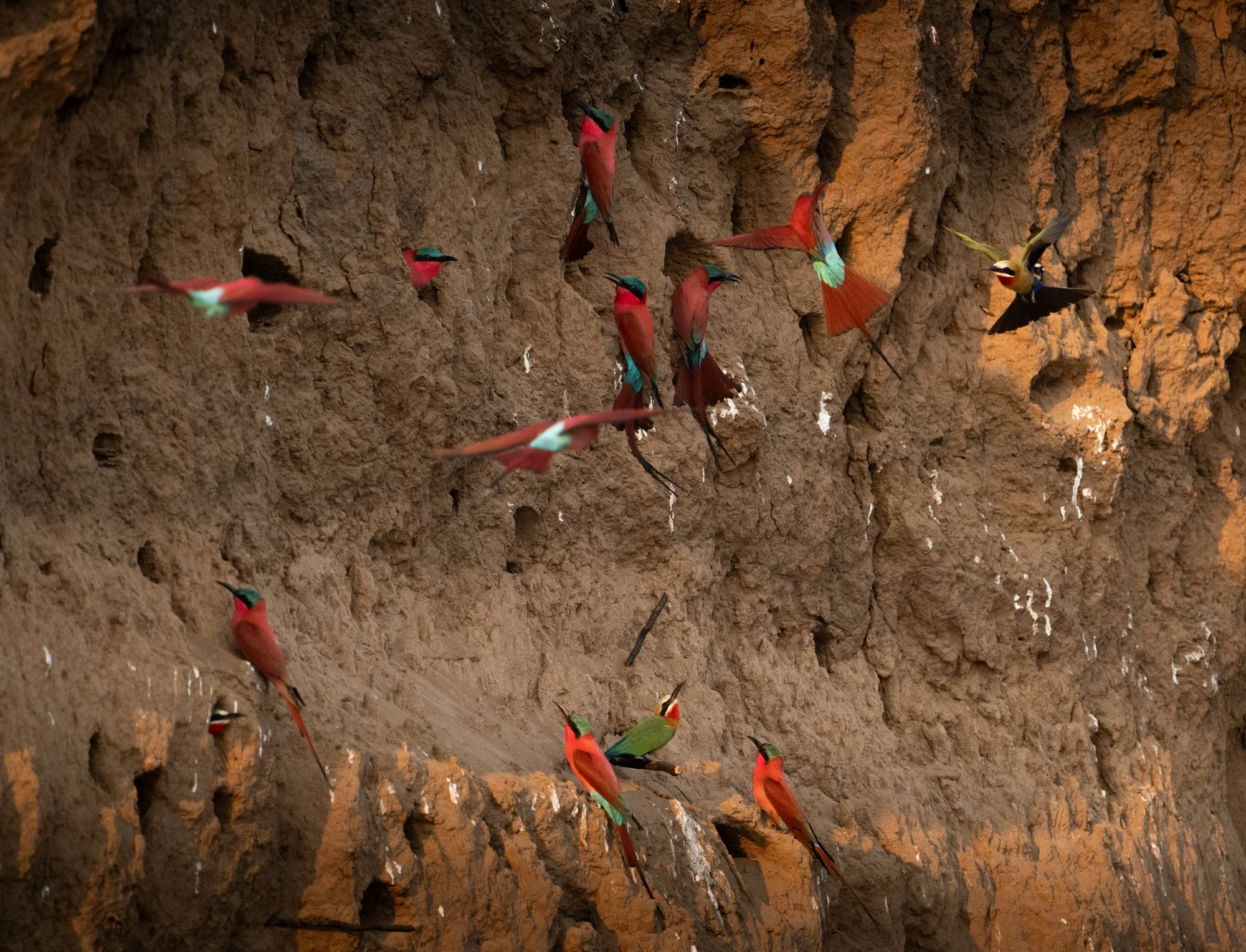 carmine-bee-eaters-nest-lower-zambezi-zambia.jpg