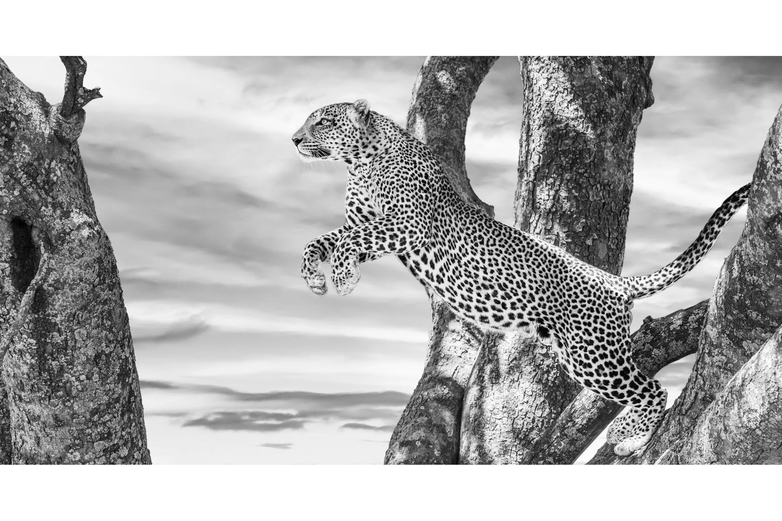 THE LEAP