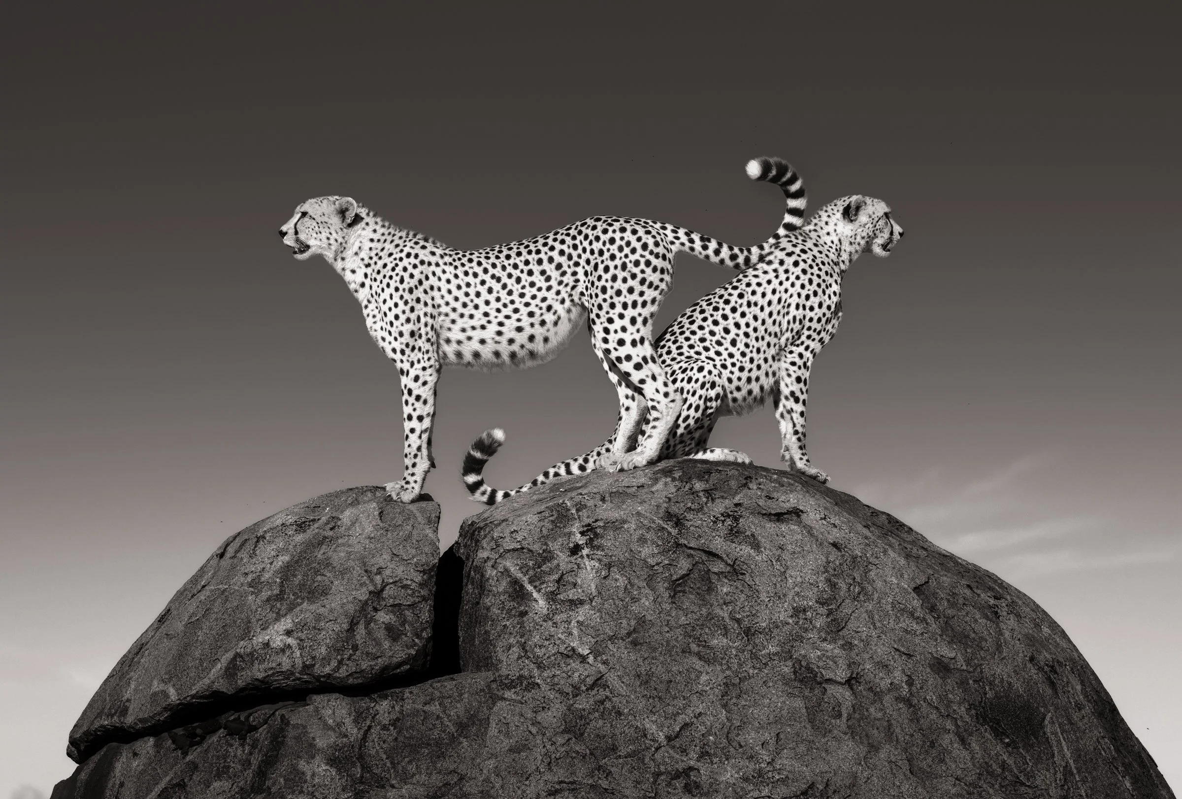 cheetah-brothers-kopje-namiri-plains-photographic-vehicle-serengeti-tanzania.jpg