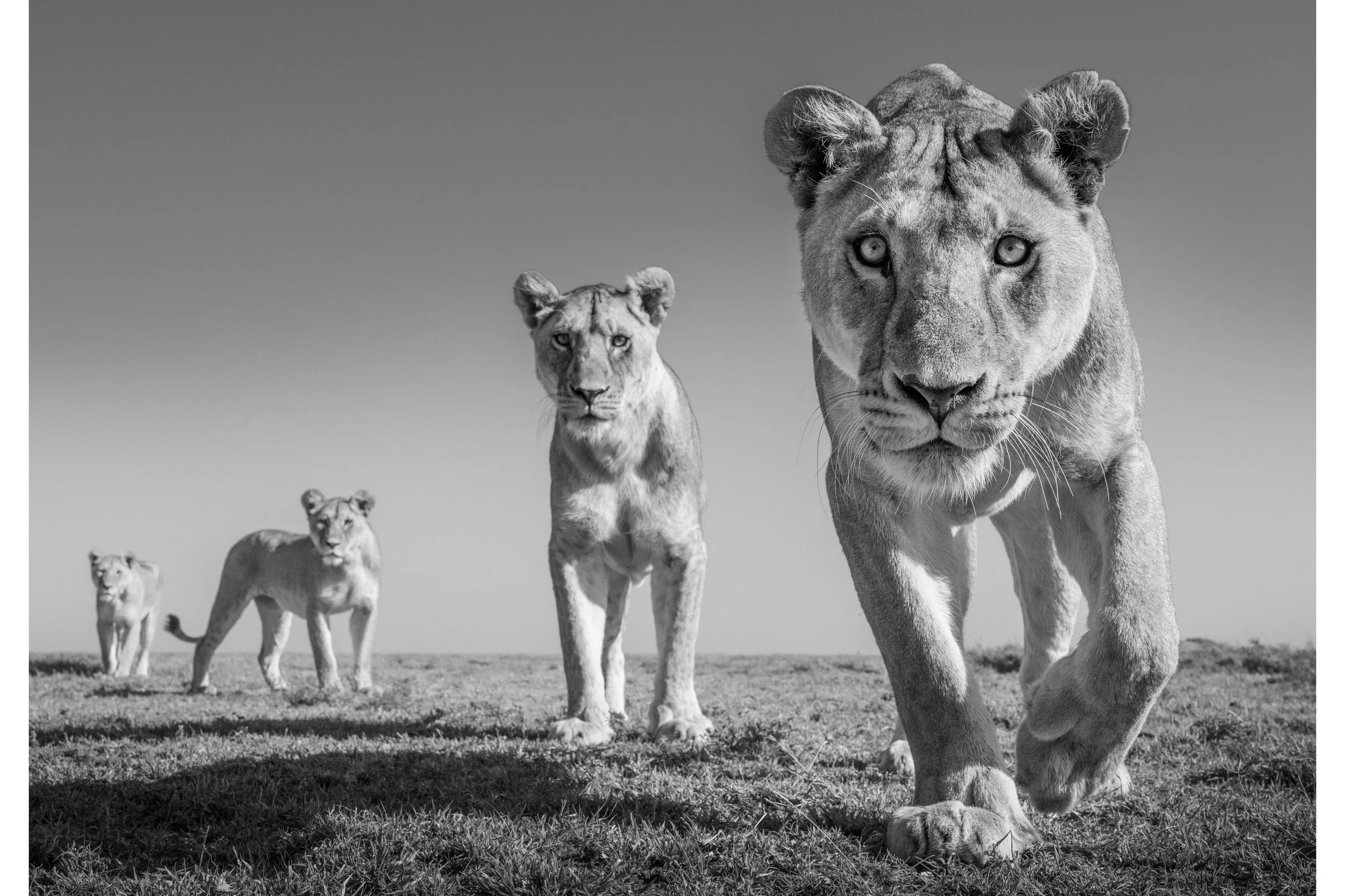 LAND OF LIONS