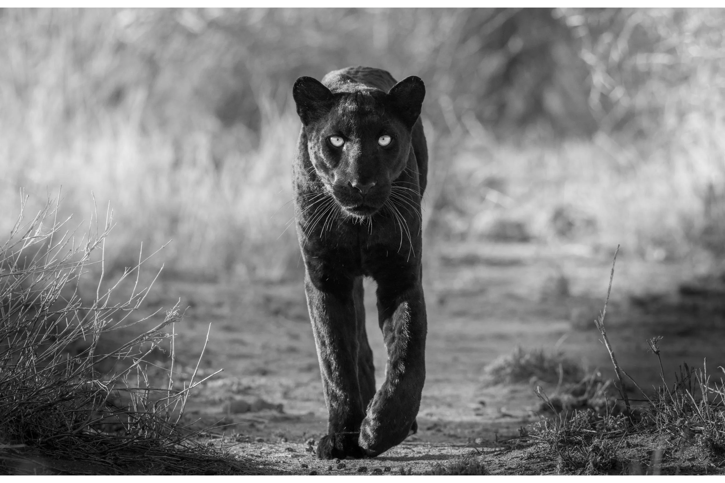 THE BLACK PANTHER