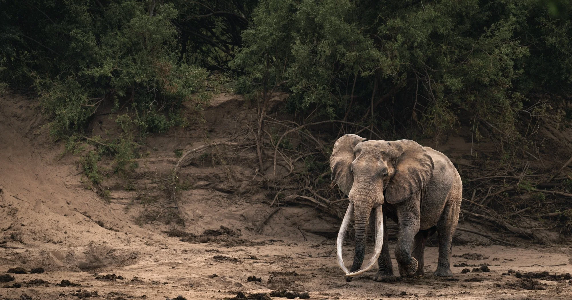 super-tusker-balguda-tsavo-trust-kenya.jpg