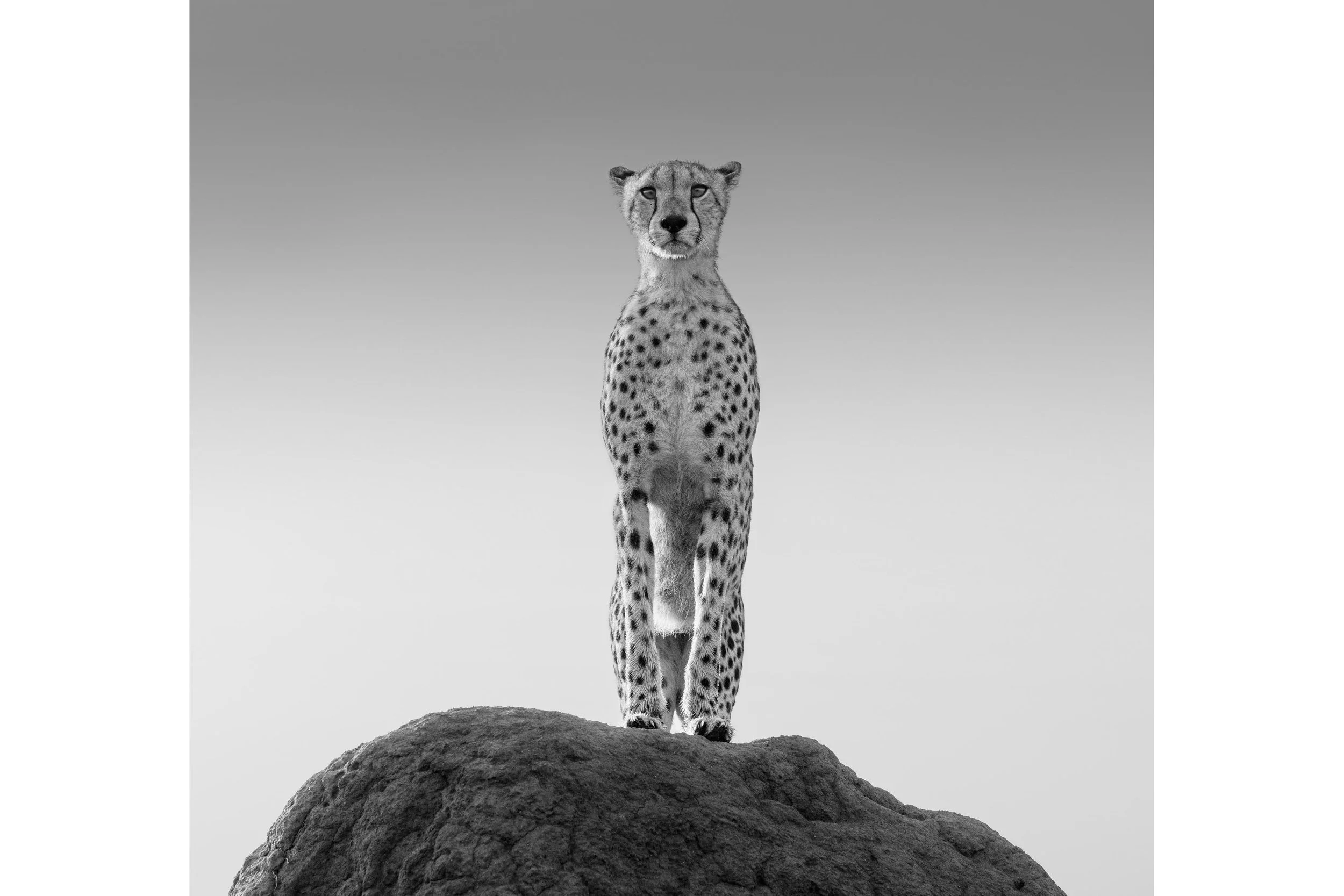THE HUNTRESS OF NAMIRI
