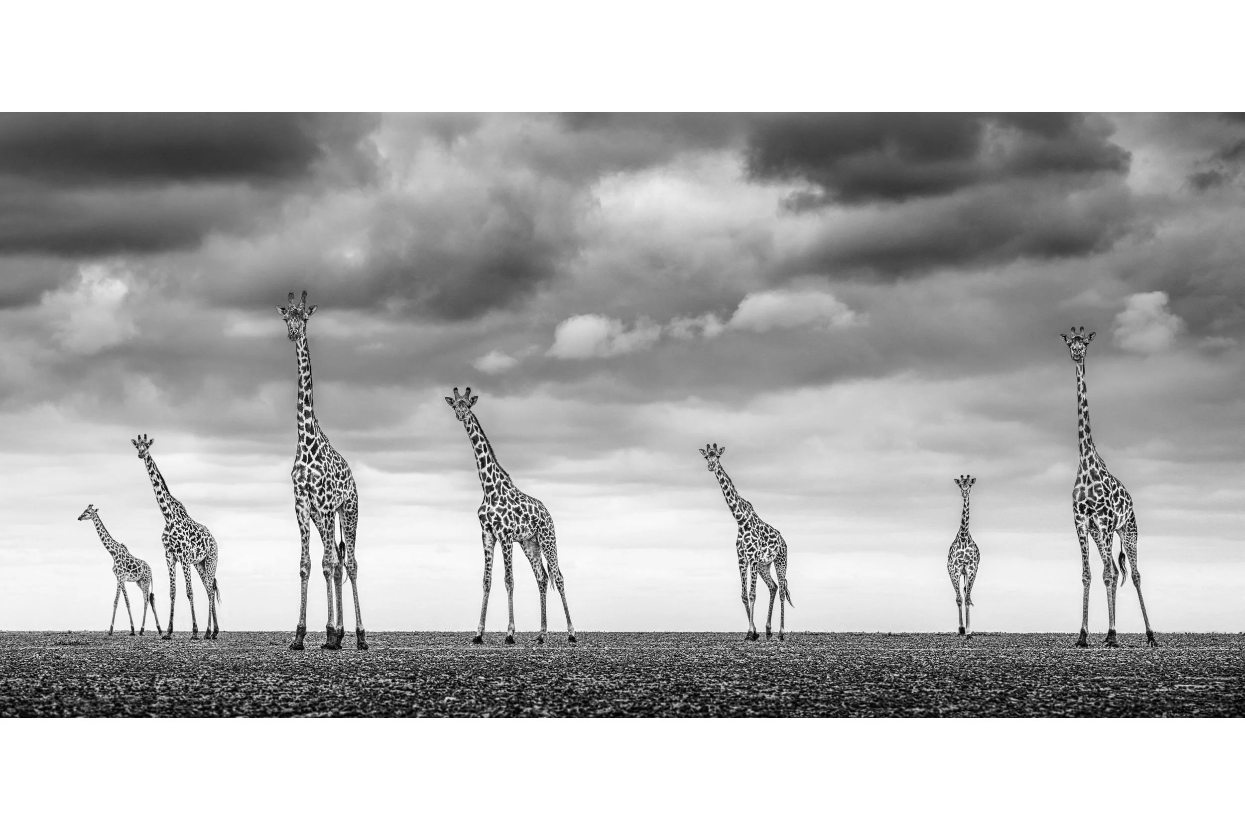 GIRAFFE CITY