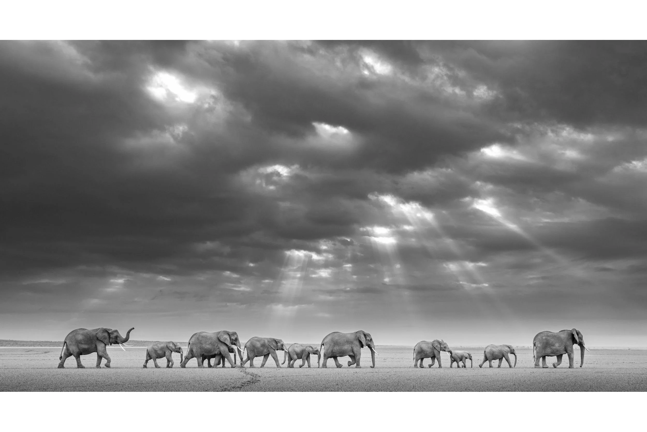 FOLLOW THE LEADER