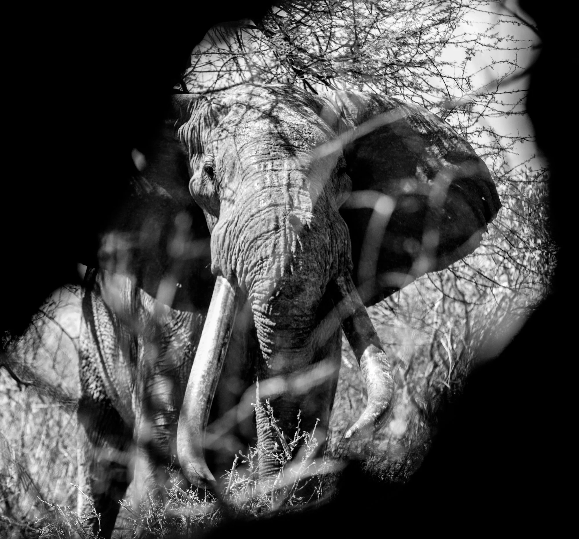 lugard-super-tusker-tsavo-trust-kenya.jpg