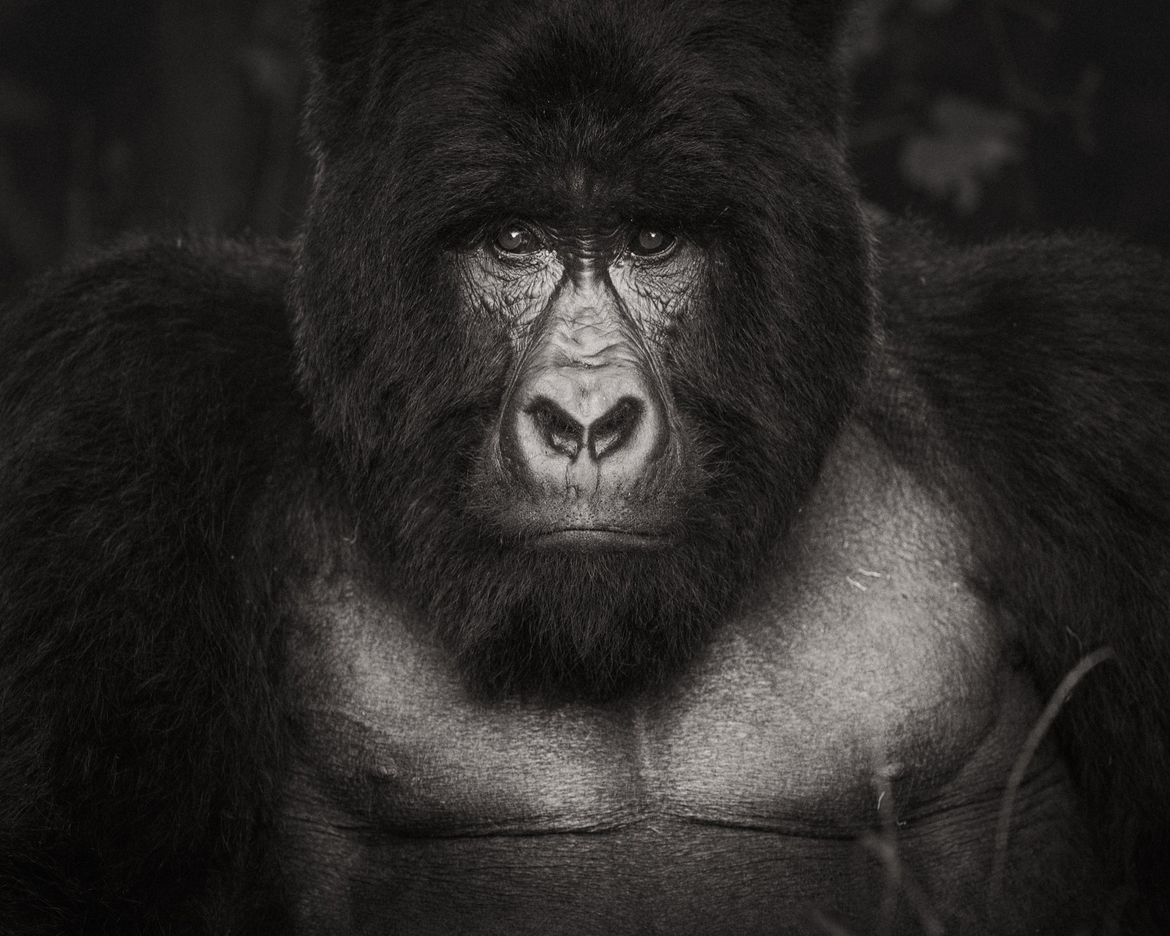 mountain-gorilla-silverback-mgahinga-uganda-1.jpg