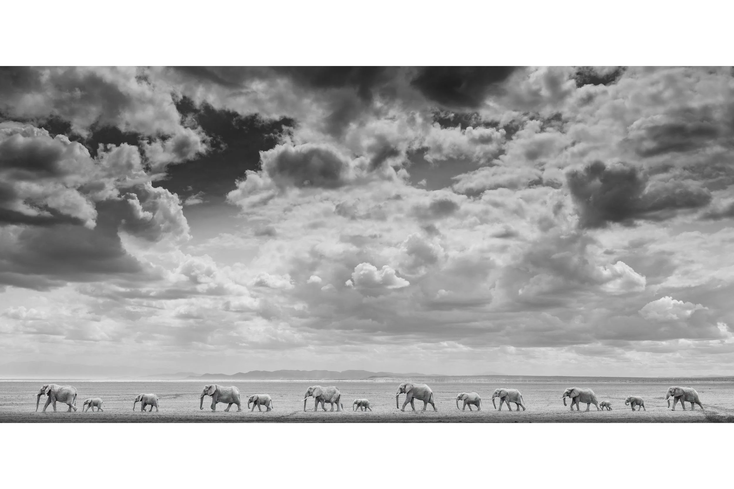 ELEPHANT TRAIN