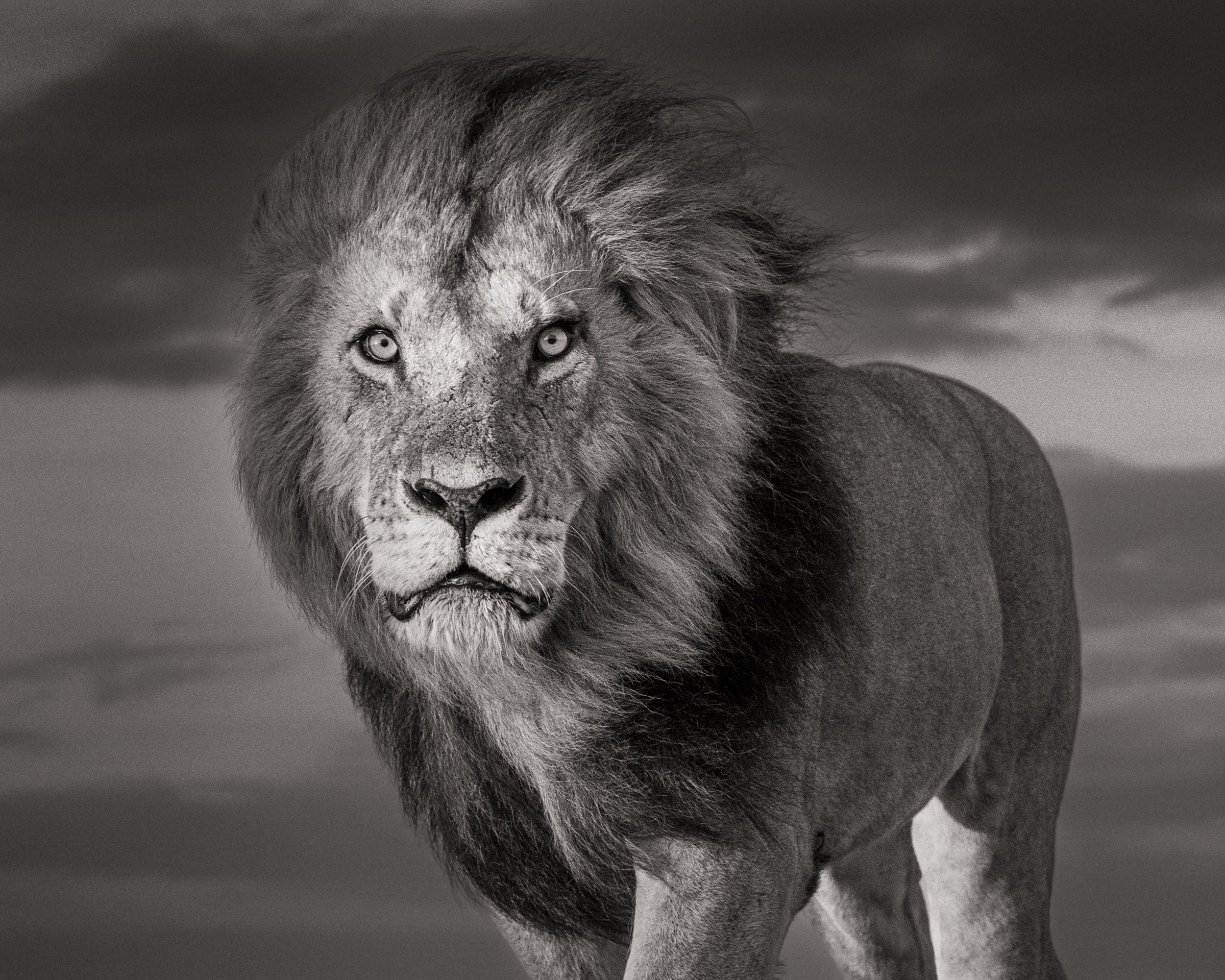 male-lion-osupat-olare-motorogi-masai-mara-kenya.jpg