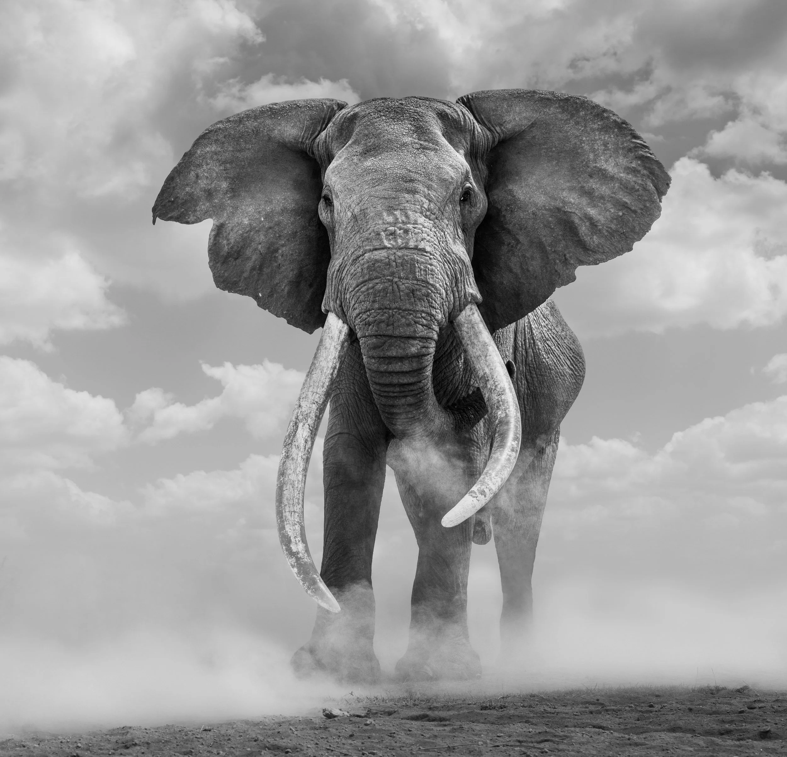Ground-level view of Craig, a massive African elephant tusker, standing in billowing dust with tusks reaching the ground in Amboseli National Park.