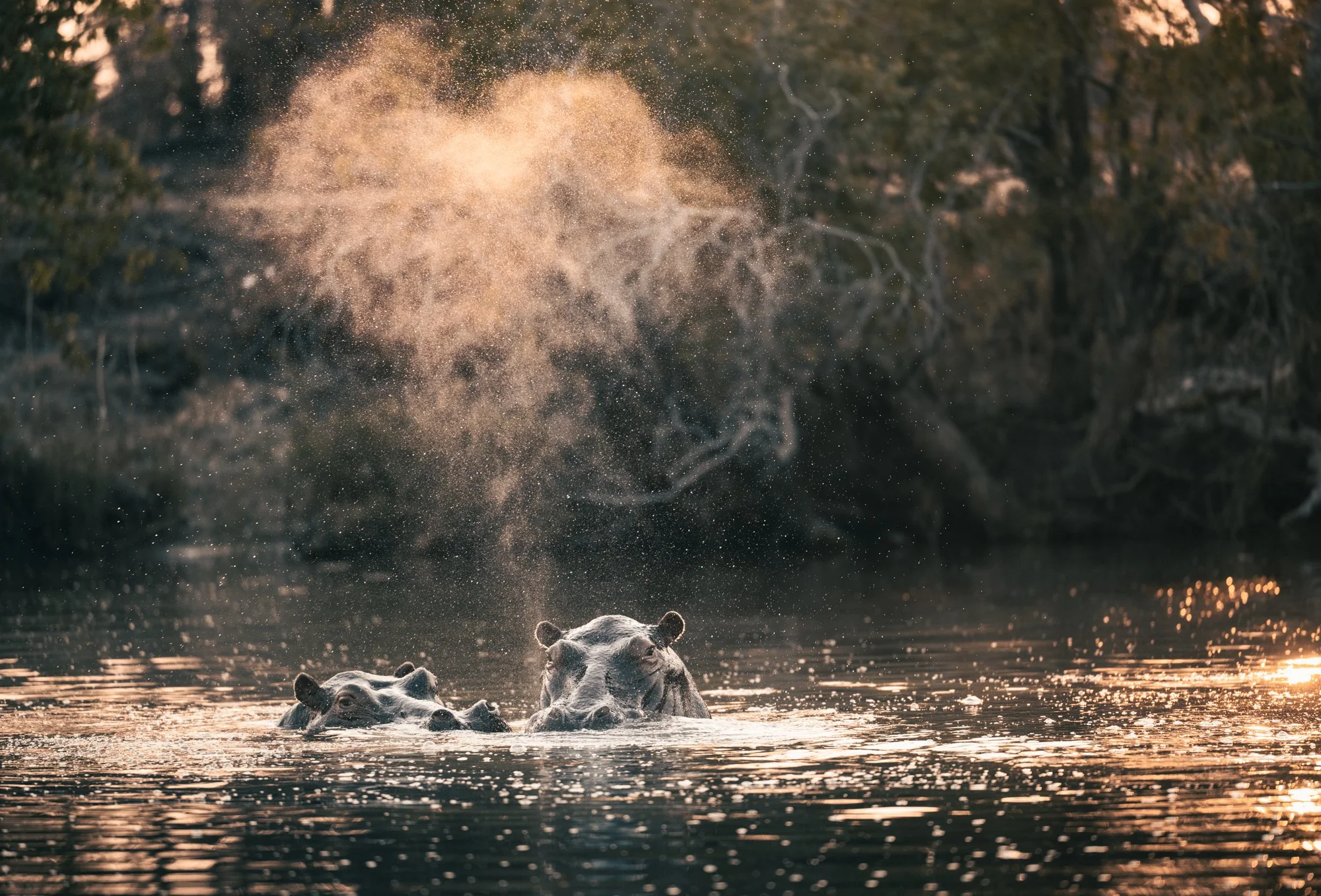 boat-safari-hippo-photography-musekese-kafue-zambia.jpg