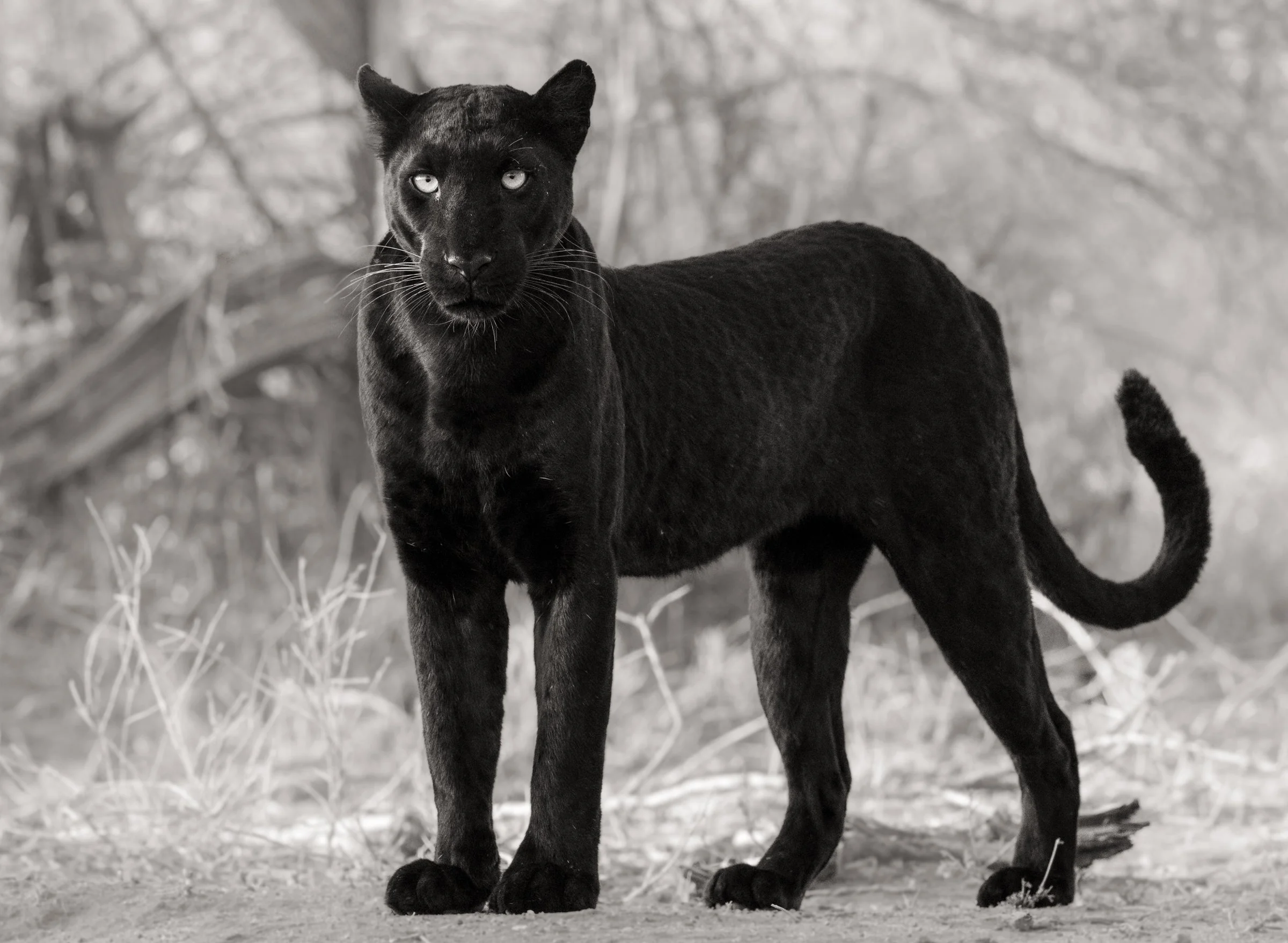 giza-melanistic-leopard-laikipia-wilderness-kenya.jpg