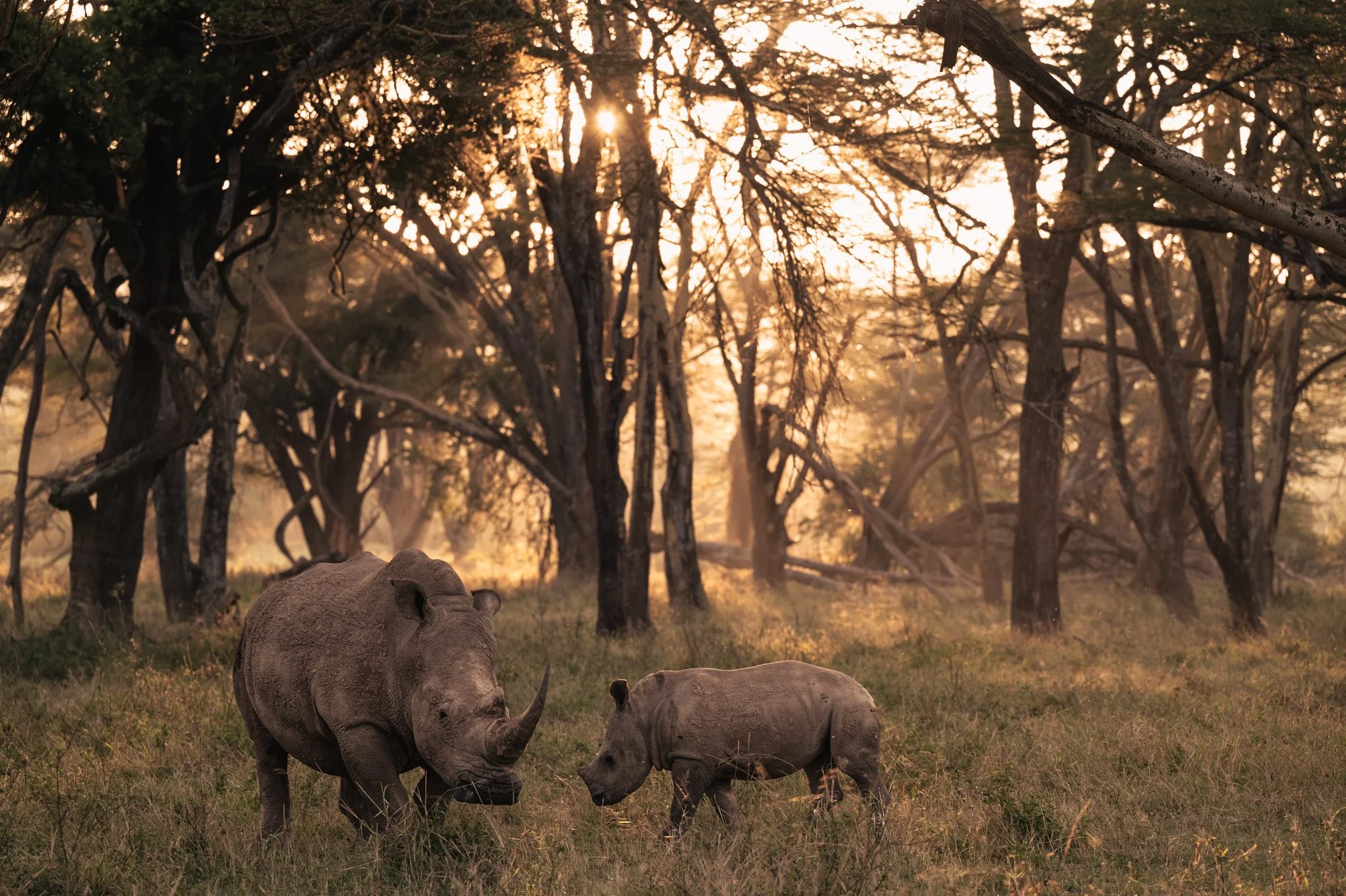 rhino-mother-calf-solio-laikipia-kenya.jpg