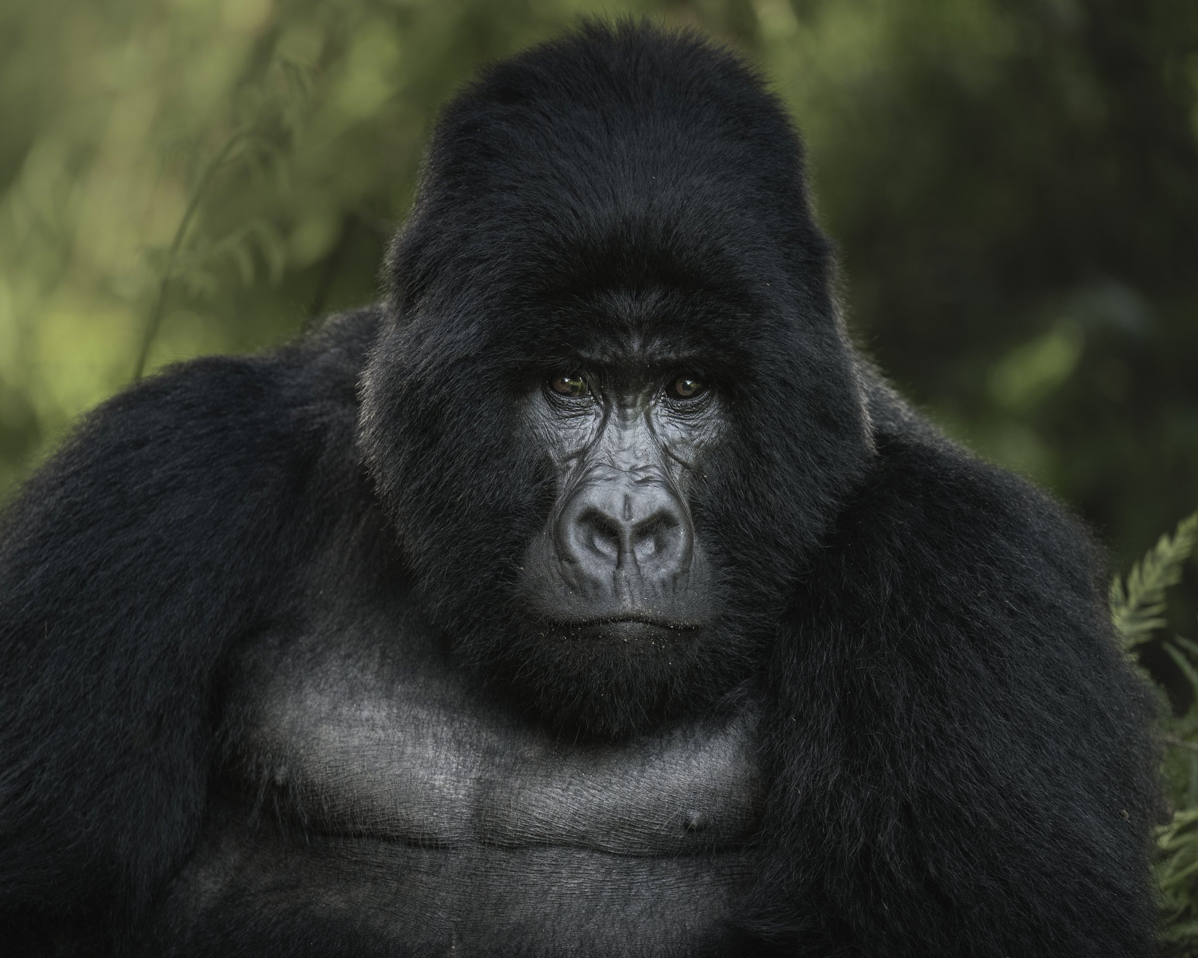 mountain-gorilla-silverback-mgahinga-uganda-4.jpg