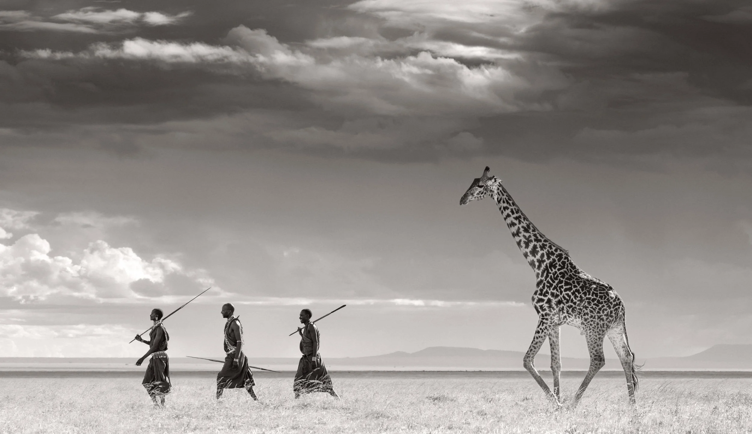 In this composite, three Maasai warriors walk across the savannah alongside a Maasai giraffe on the wide, open plains of East Africa.