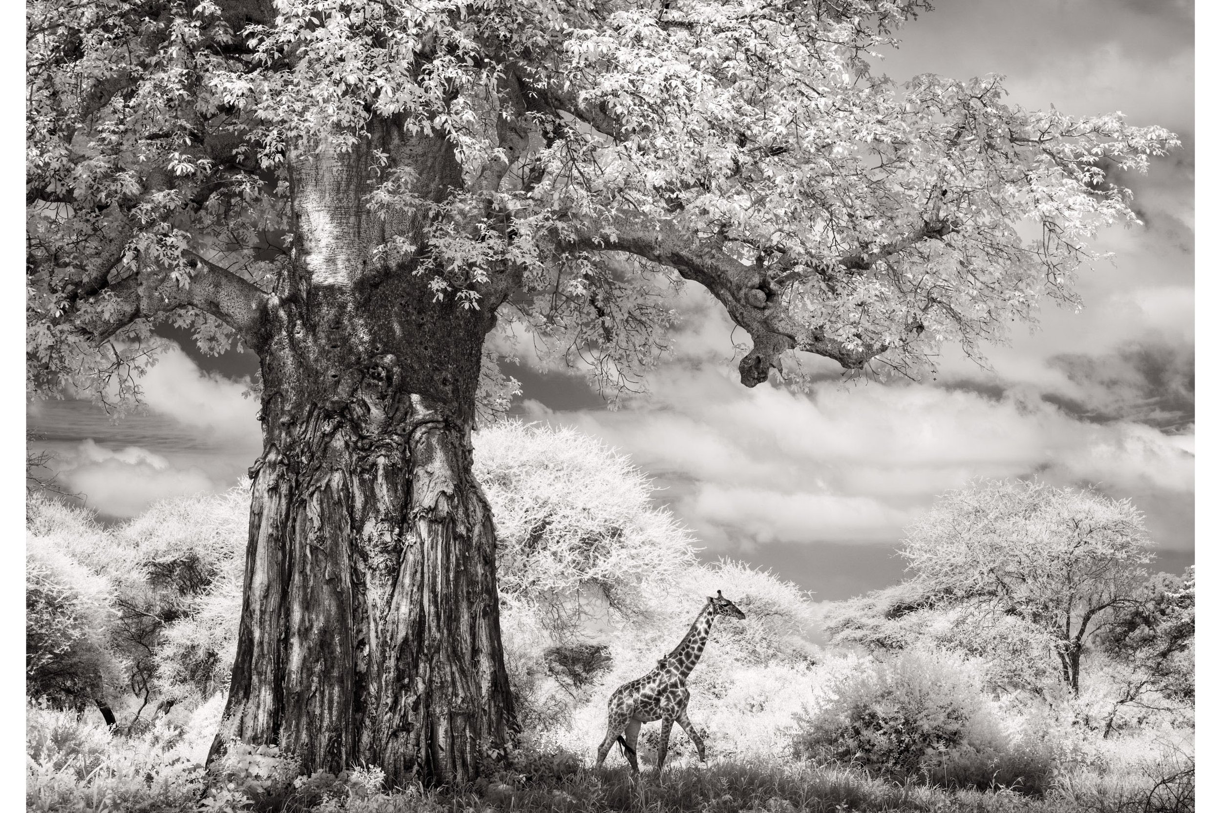 BENEATH THE BAOBAB