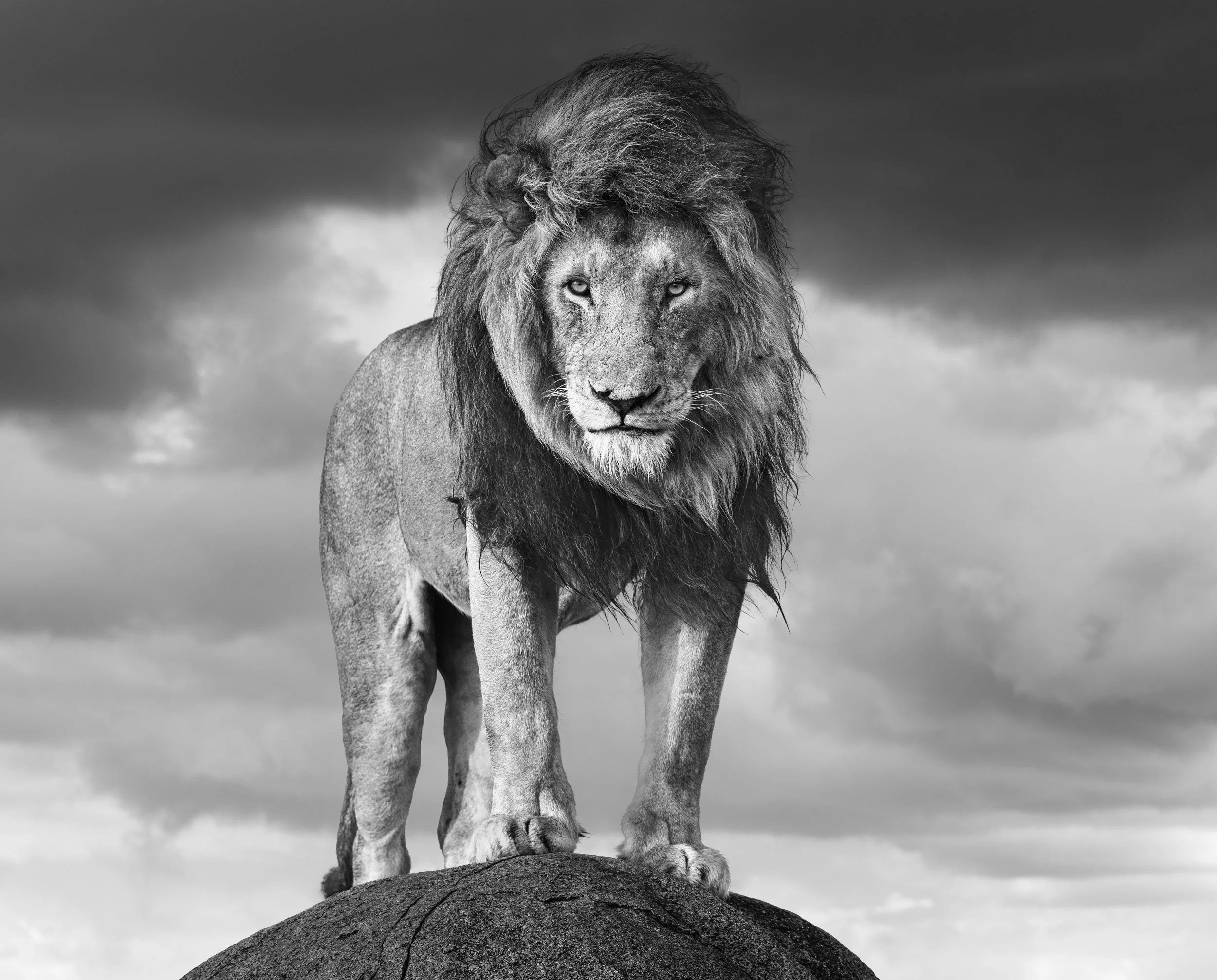 A large dark-maned lion stands atop a kopje in the Namiri Plains of the Serengeti, Tanzania, against dramatic stormy skies over the African savanna.
