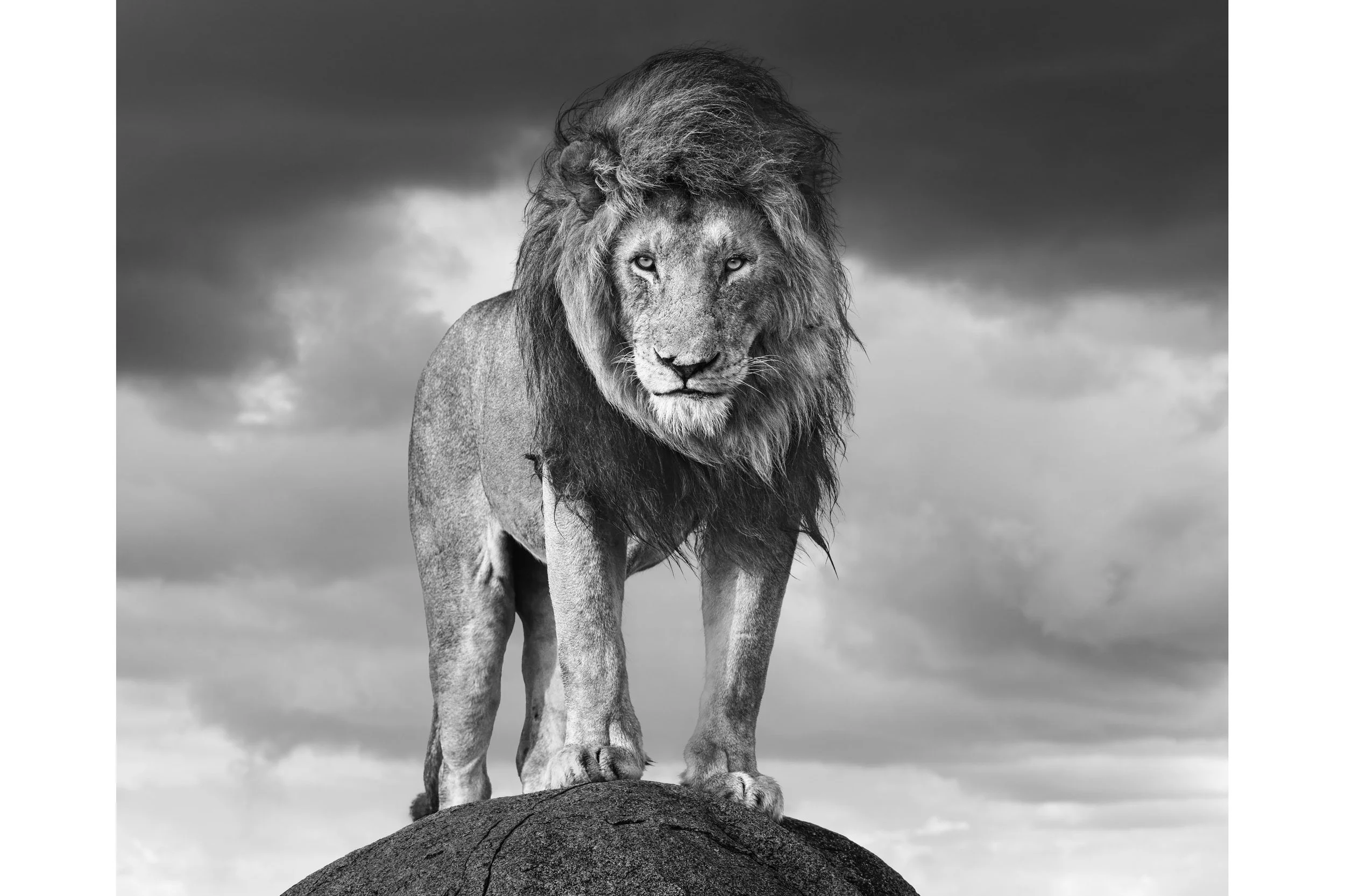 SERENGETI SHALL NEVER DIE