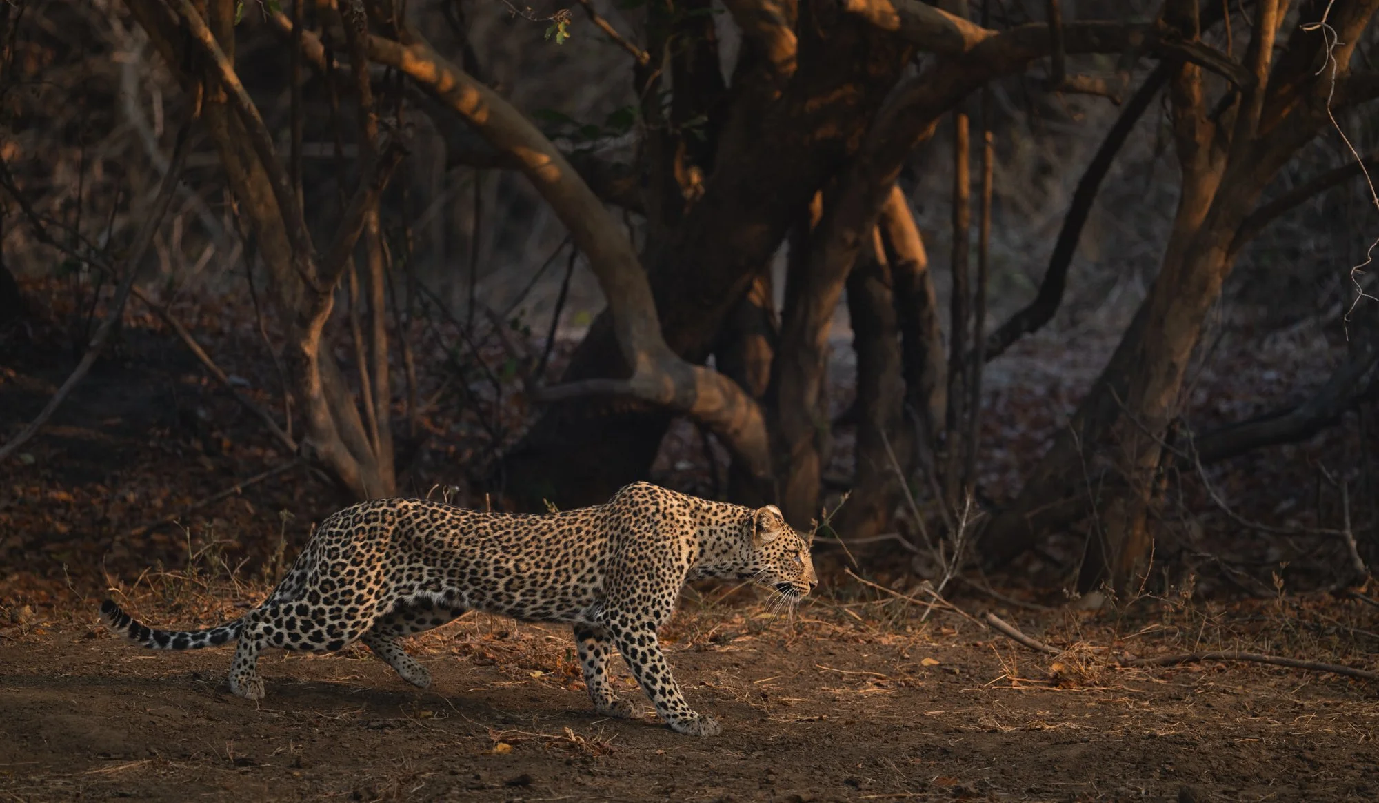 leopard-winterthorn-forest-lower-zambezi-zambia.jpg