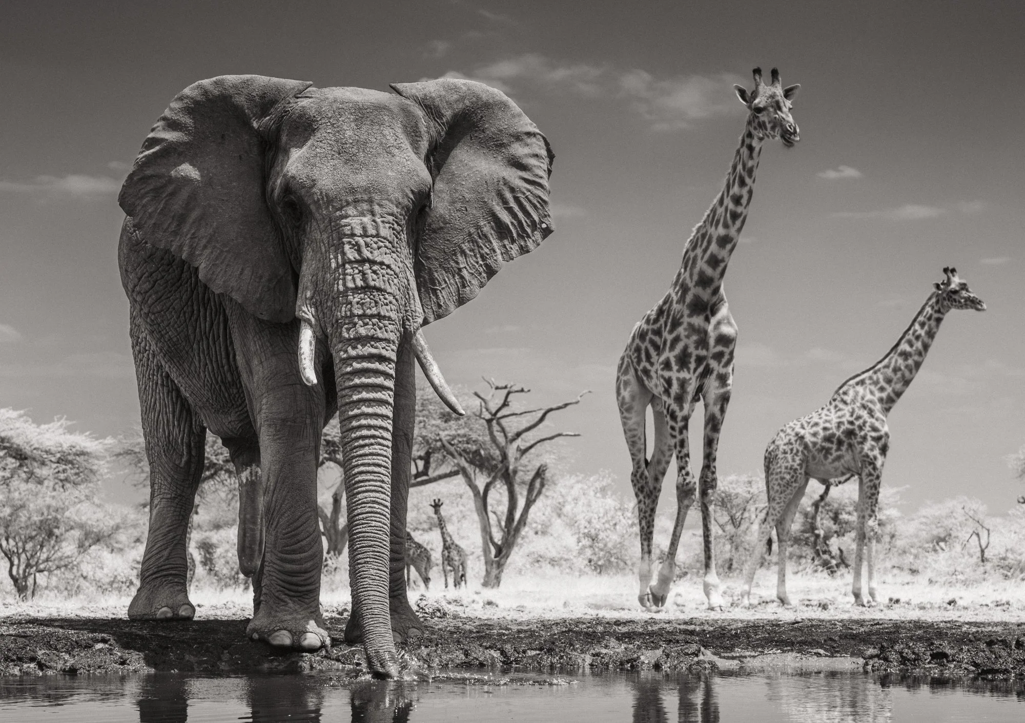 photo-hide-elephants-giraffes-waterhole-chyulu-hills-ol-donyo-lodge-kenya.jpg