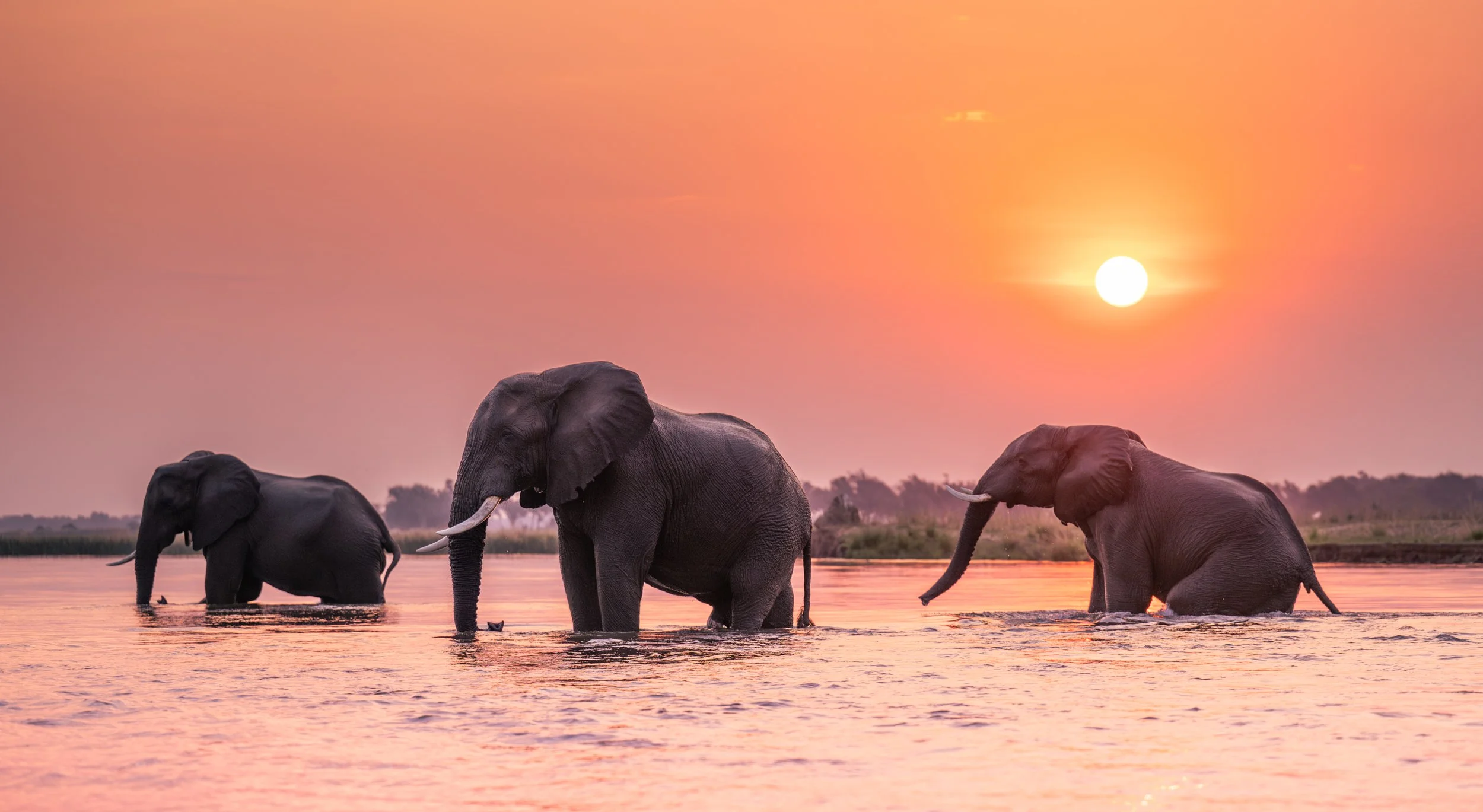 elephants-crossing-zambezi-sunset-zambia.jpg