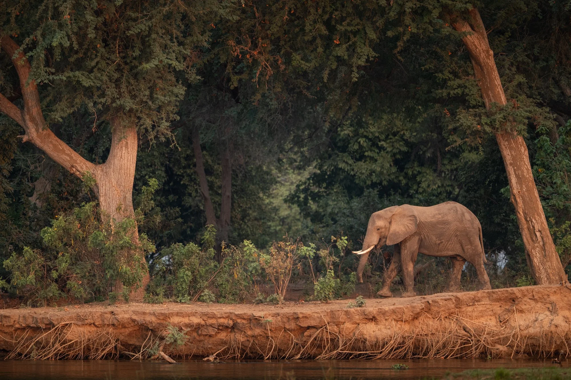 elephant-river-bank-lower-zambezi-forest-zambia.jpg