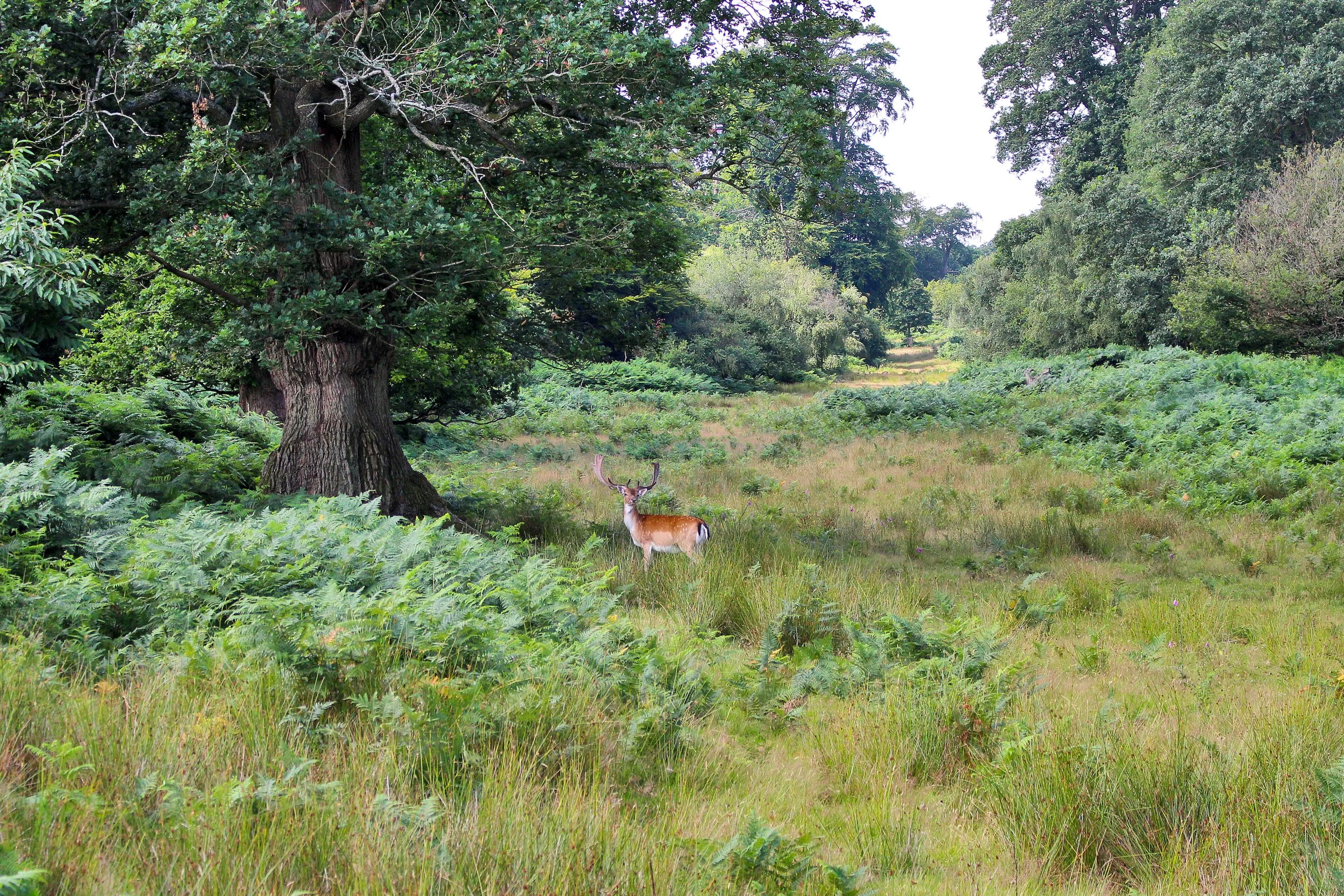 Knole and deer © Knole Estate