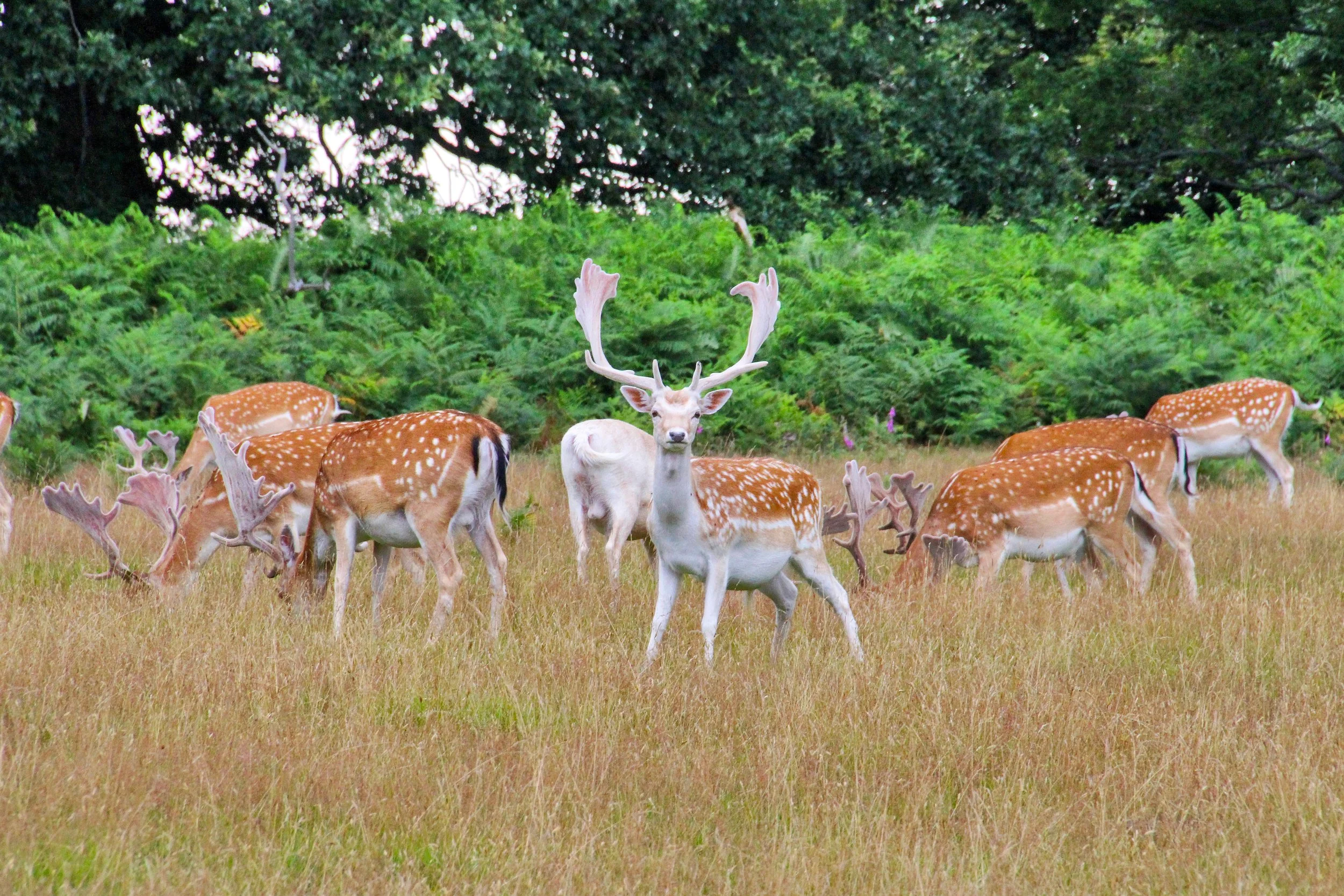 Deer at Knole 3 © Knole Estate