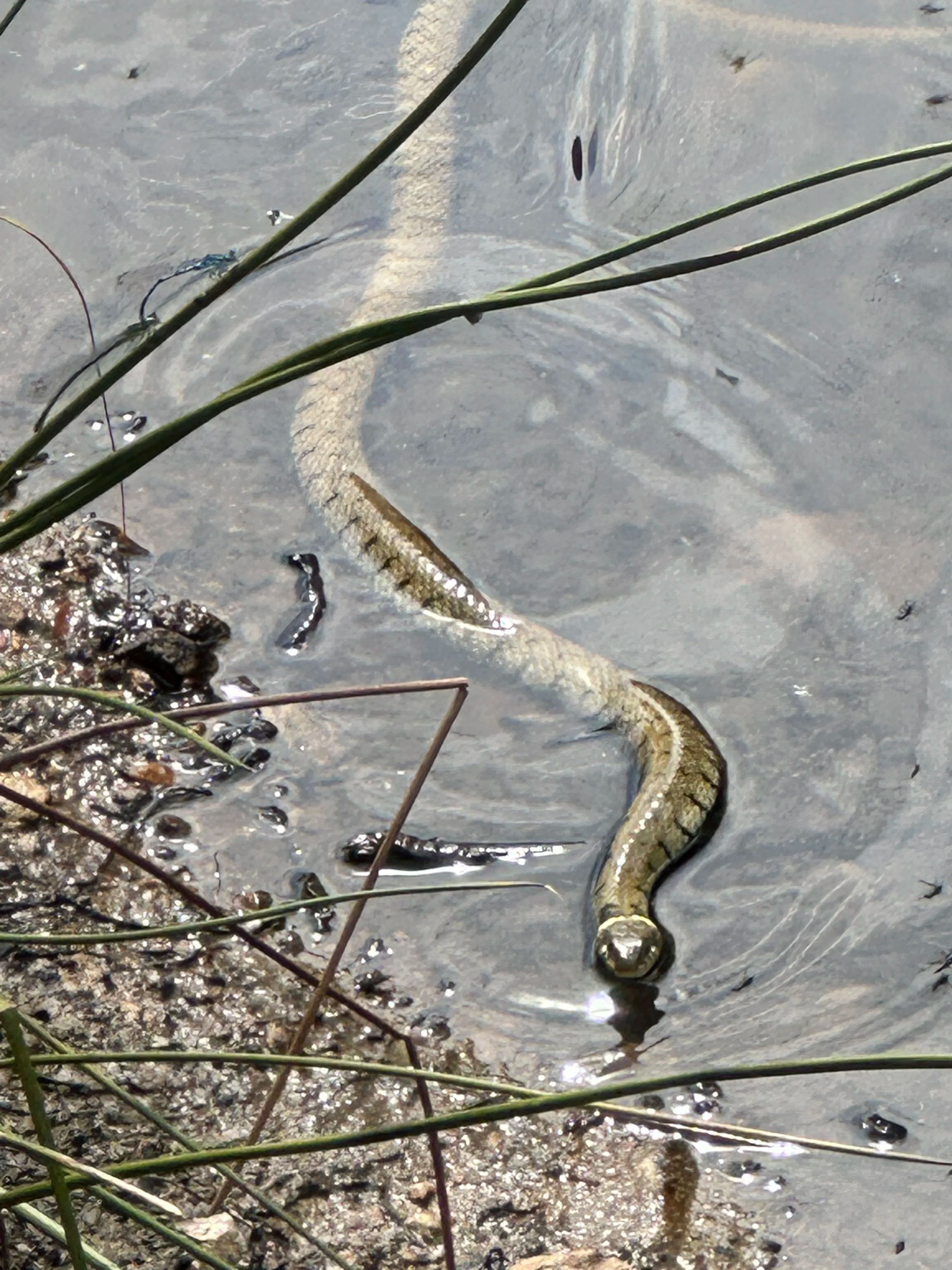 Grass Snake at Knole © Anonymous