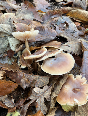 Butter Cap Mushrooms © Knole Estate