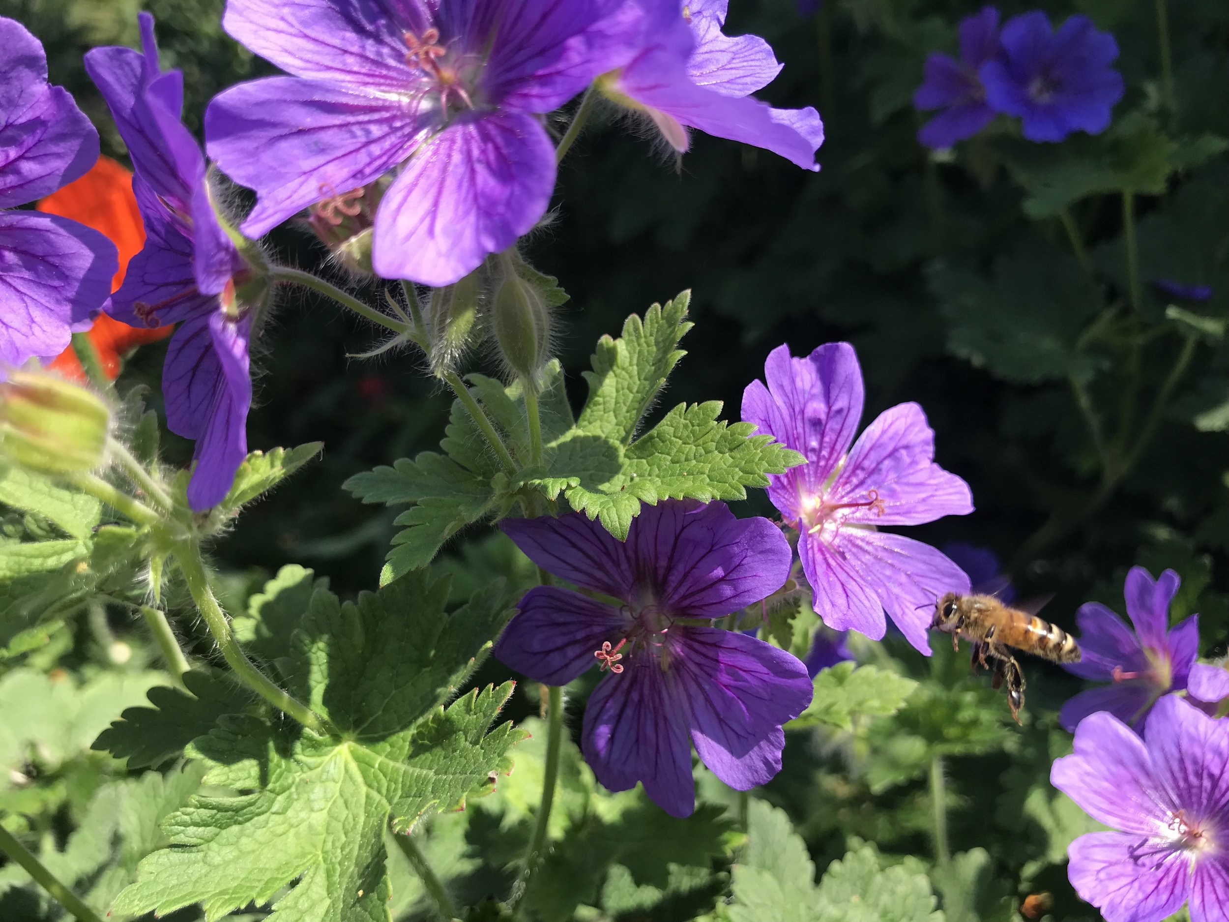 Flora at Knole © Knole Estate