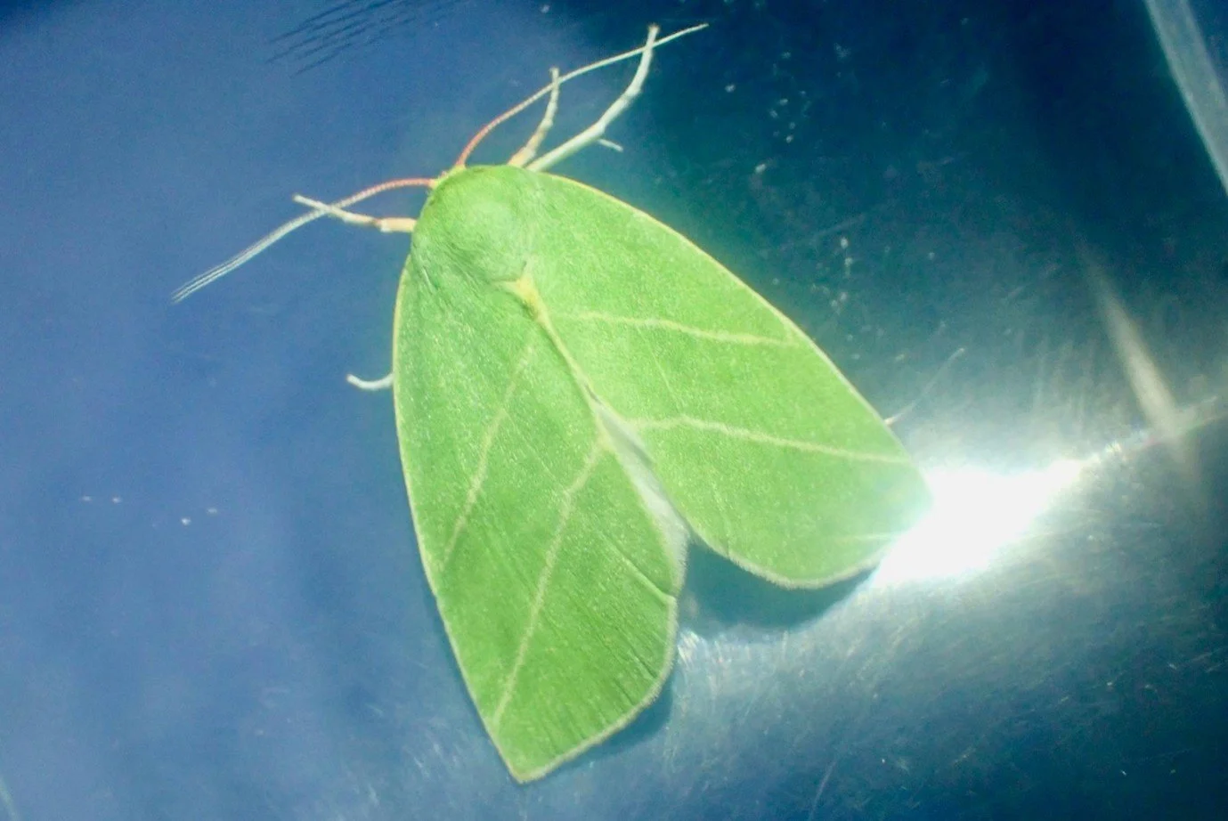 Scarce Silver-Lines Moth
