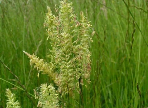 Crested dogs tail.jpg