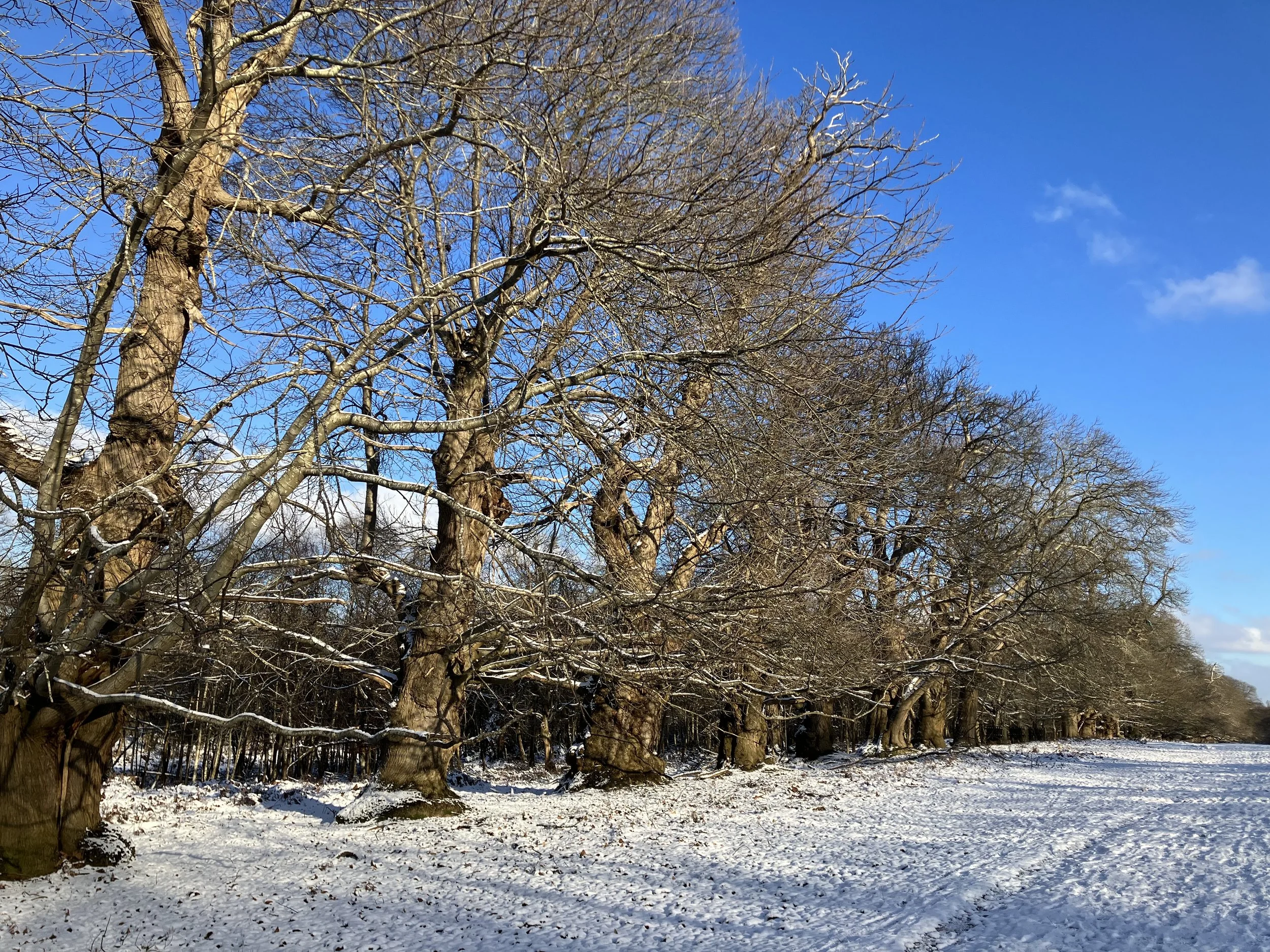 Knole in the Snow © Knole Estate