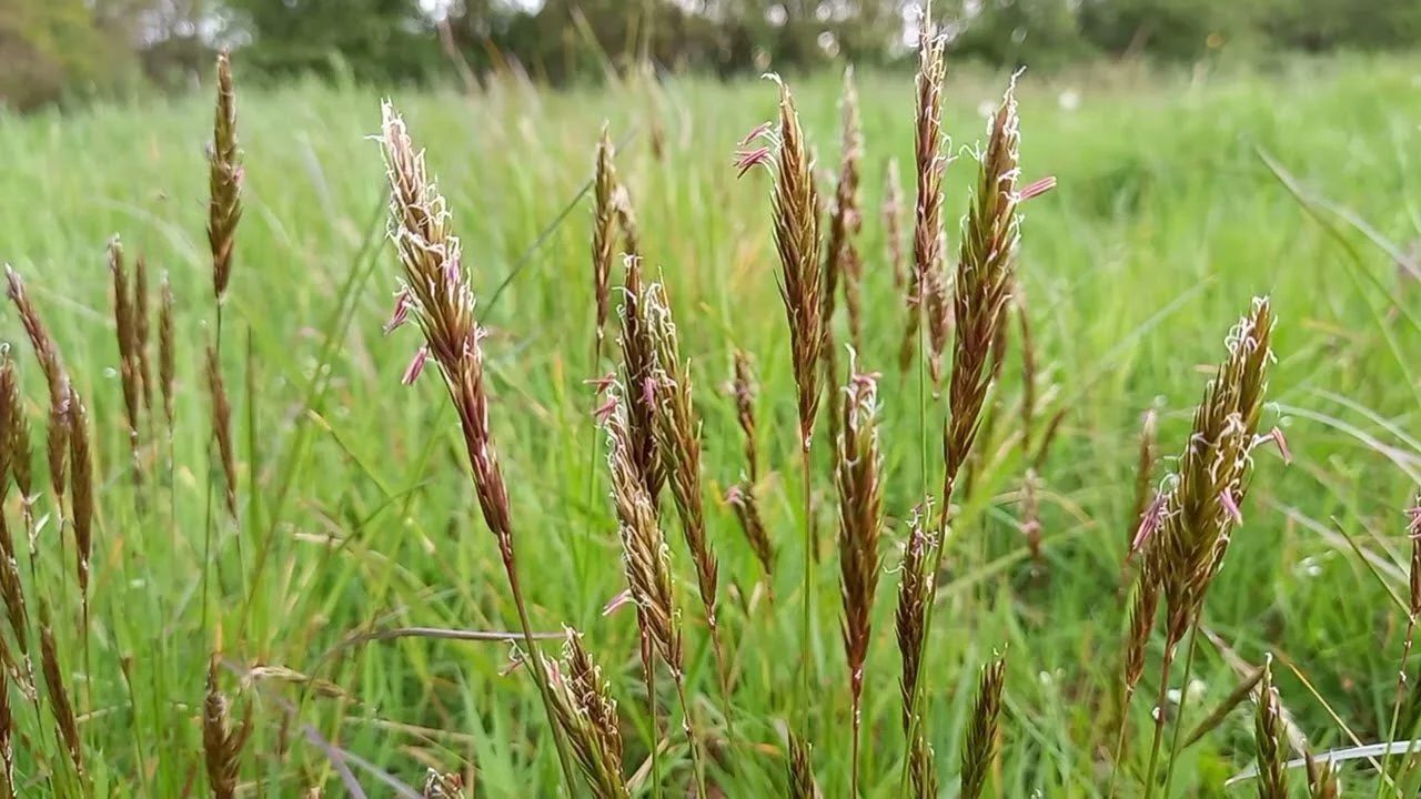 Sweet vernal grass.jpg