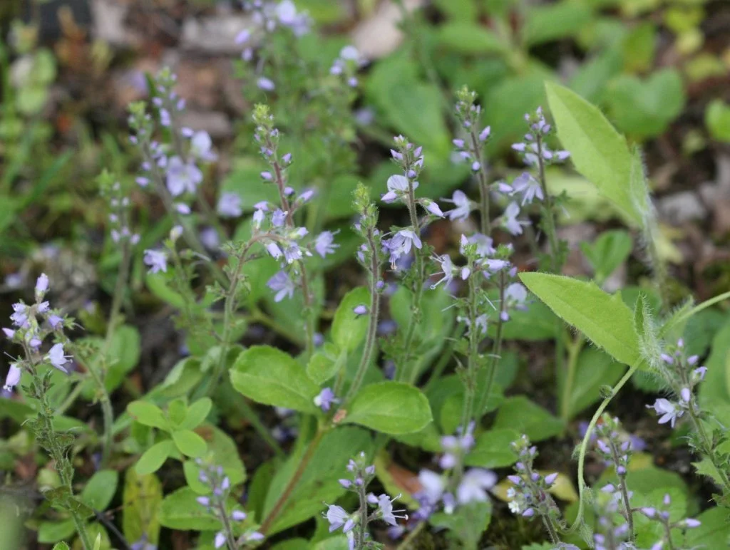 Heath speedwell.jpg