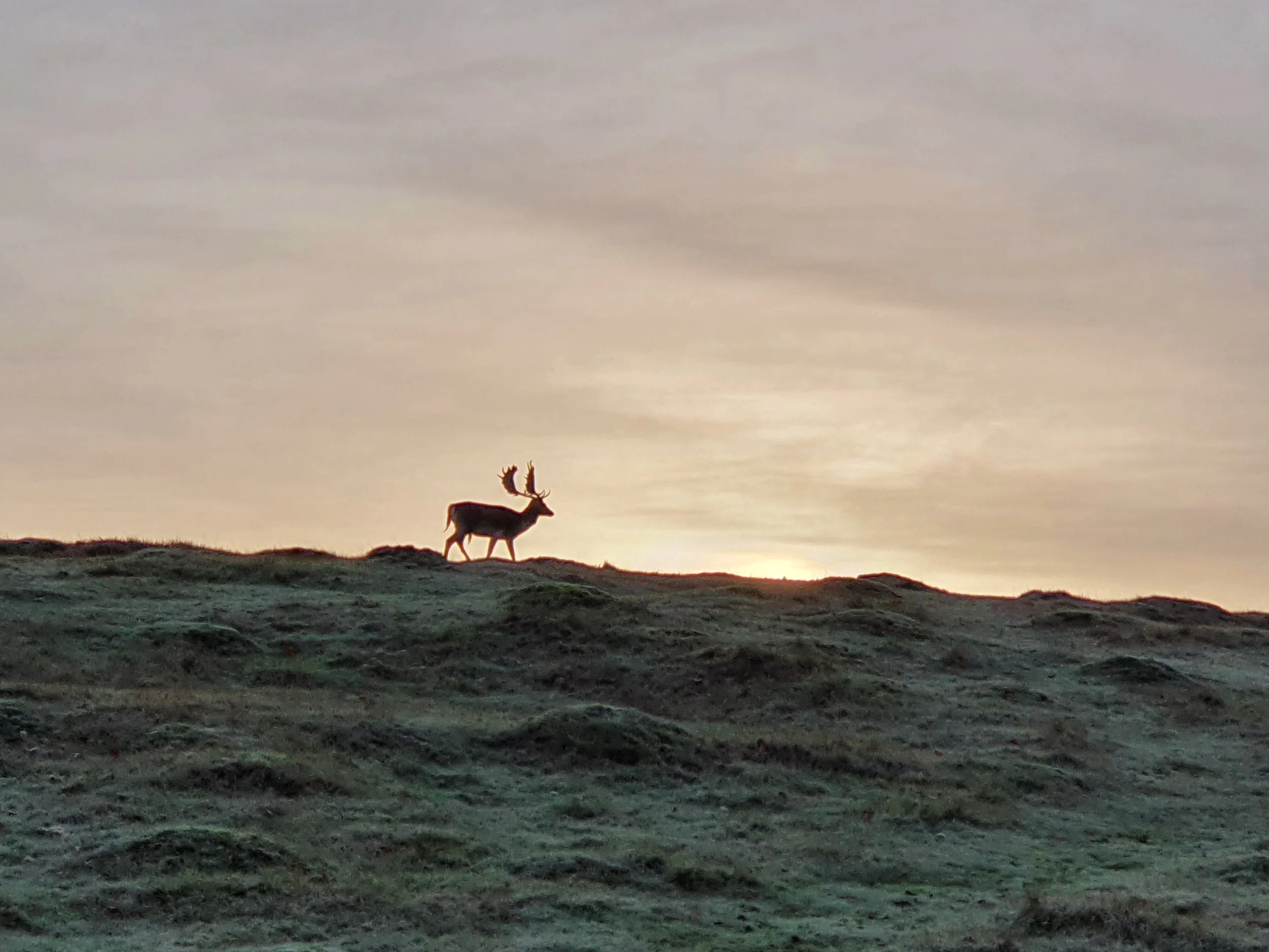 Deer at Knole 1 © Knole Estate