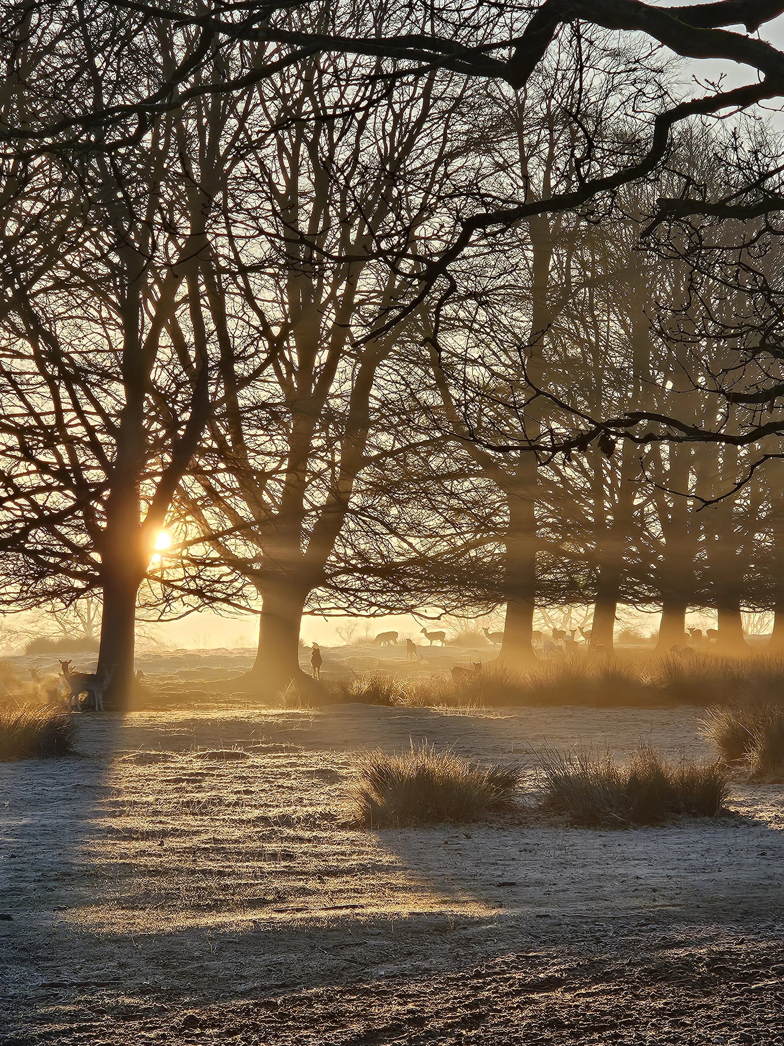 Knole sunset 2 © Knole Estate