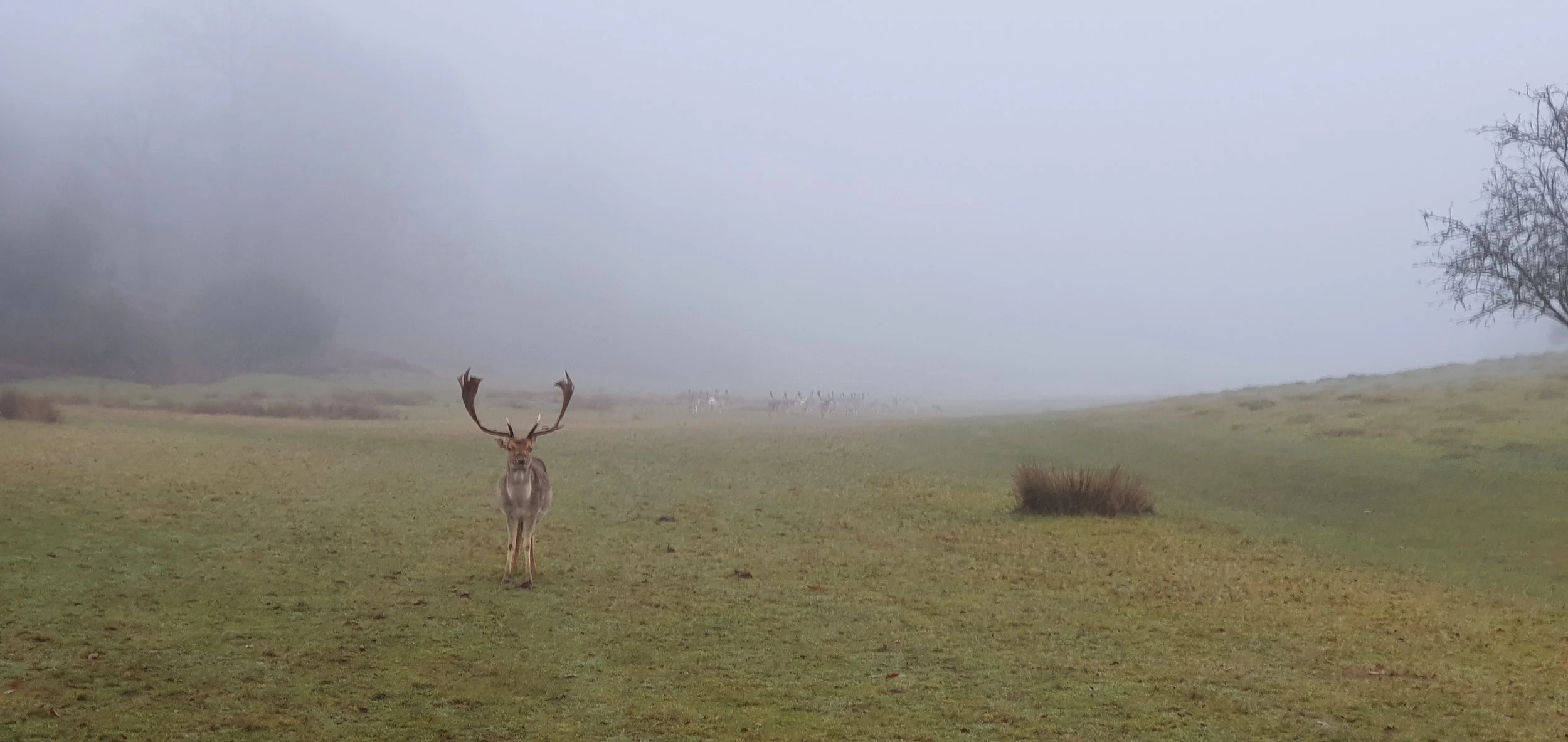 Deer at Knole 2 © Knole Estate